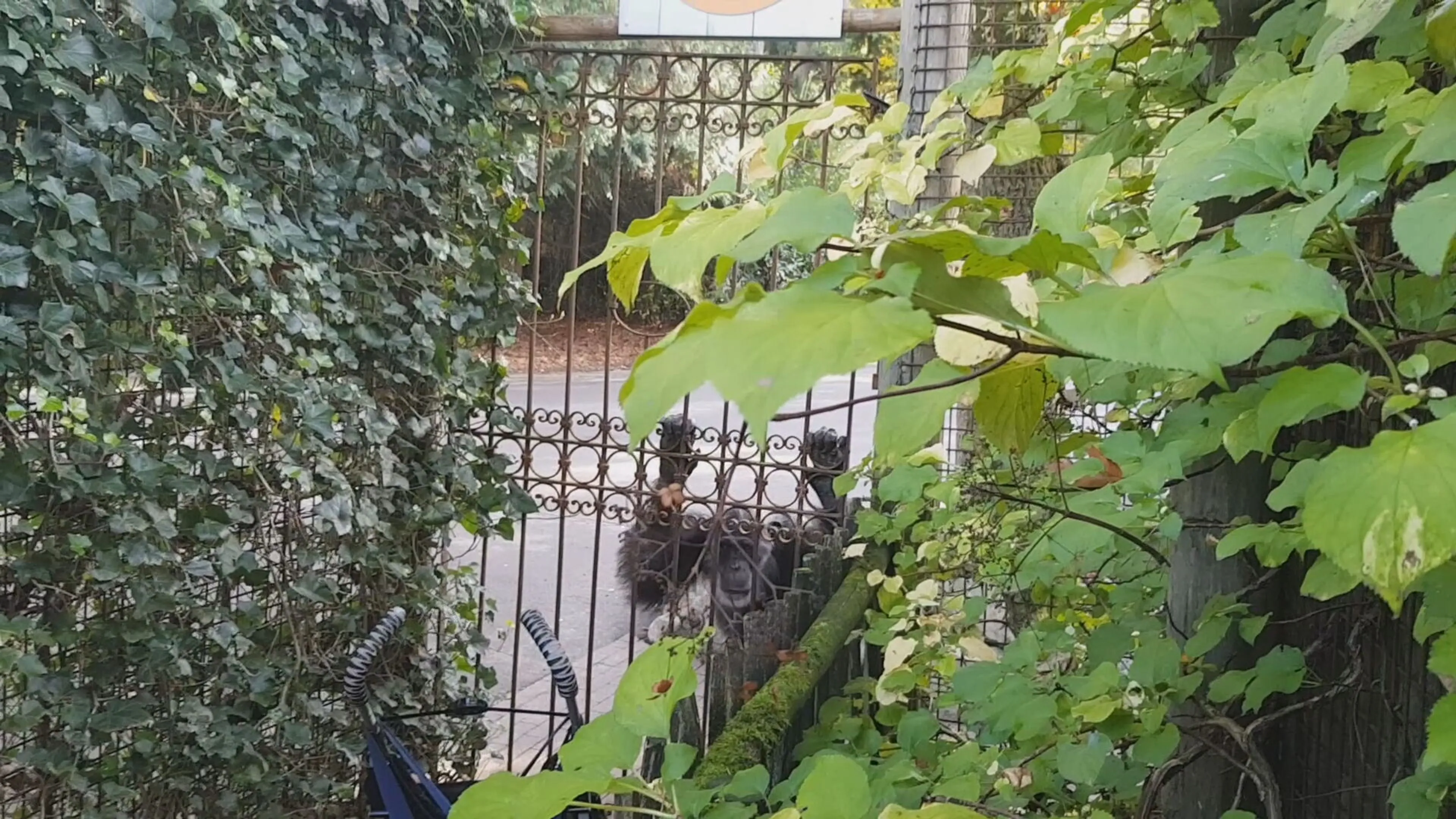 Angstige momenten voor bezoekers Dierenpark Amersfoort: 'Chimpansees konden zo de kinderen pakken'