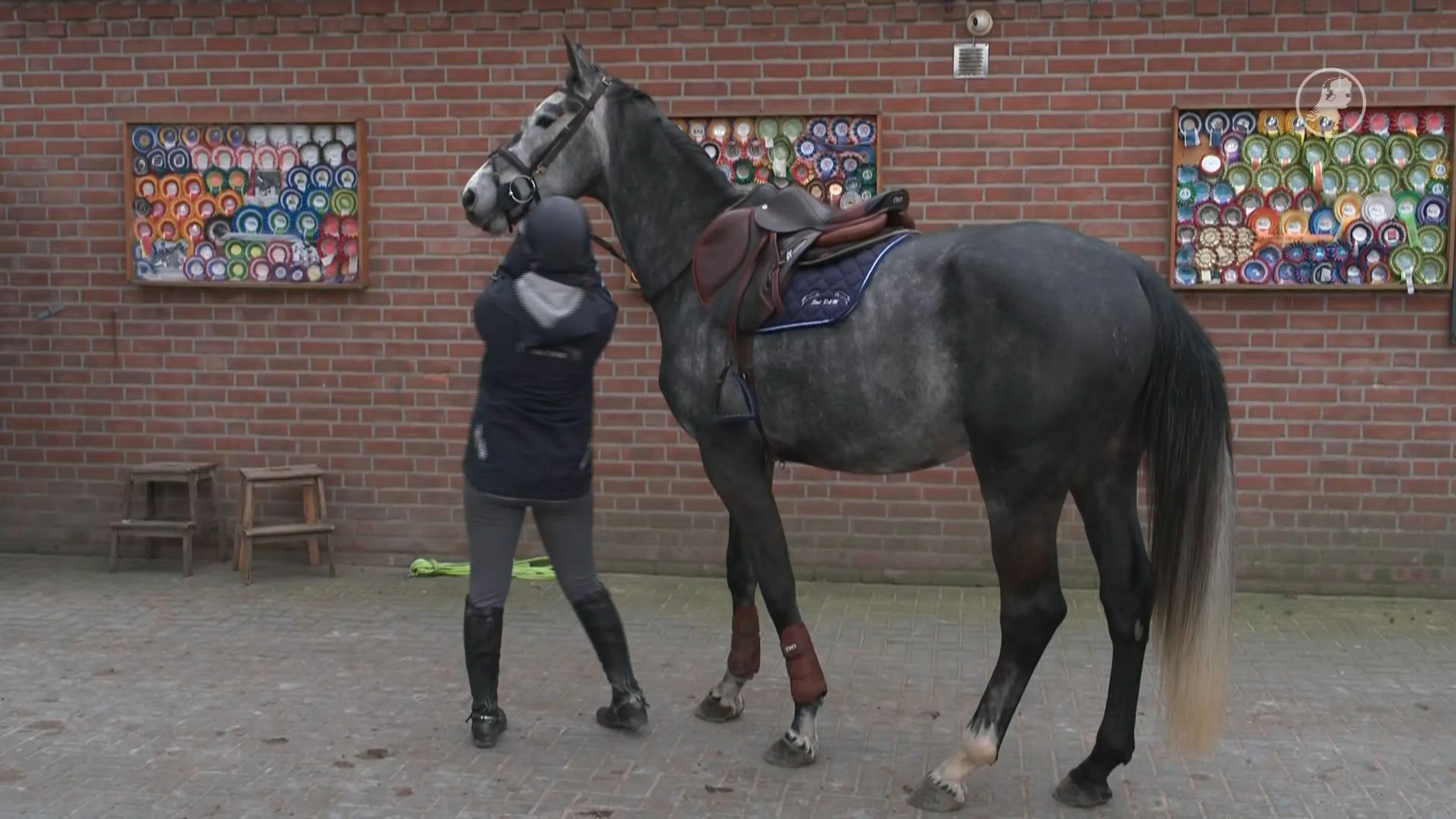 Paardenbedrijf in Panningen dreigt te moeten stoppen na anonieme tip