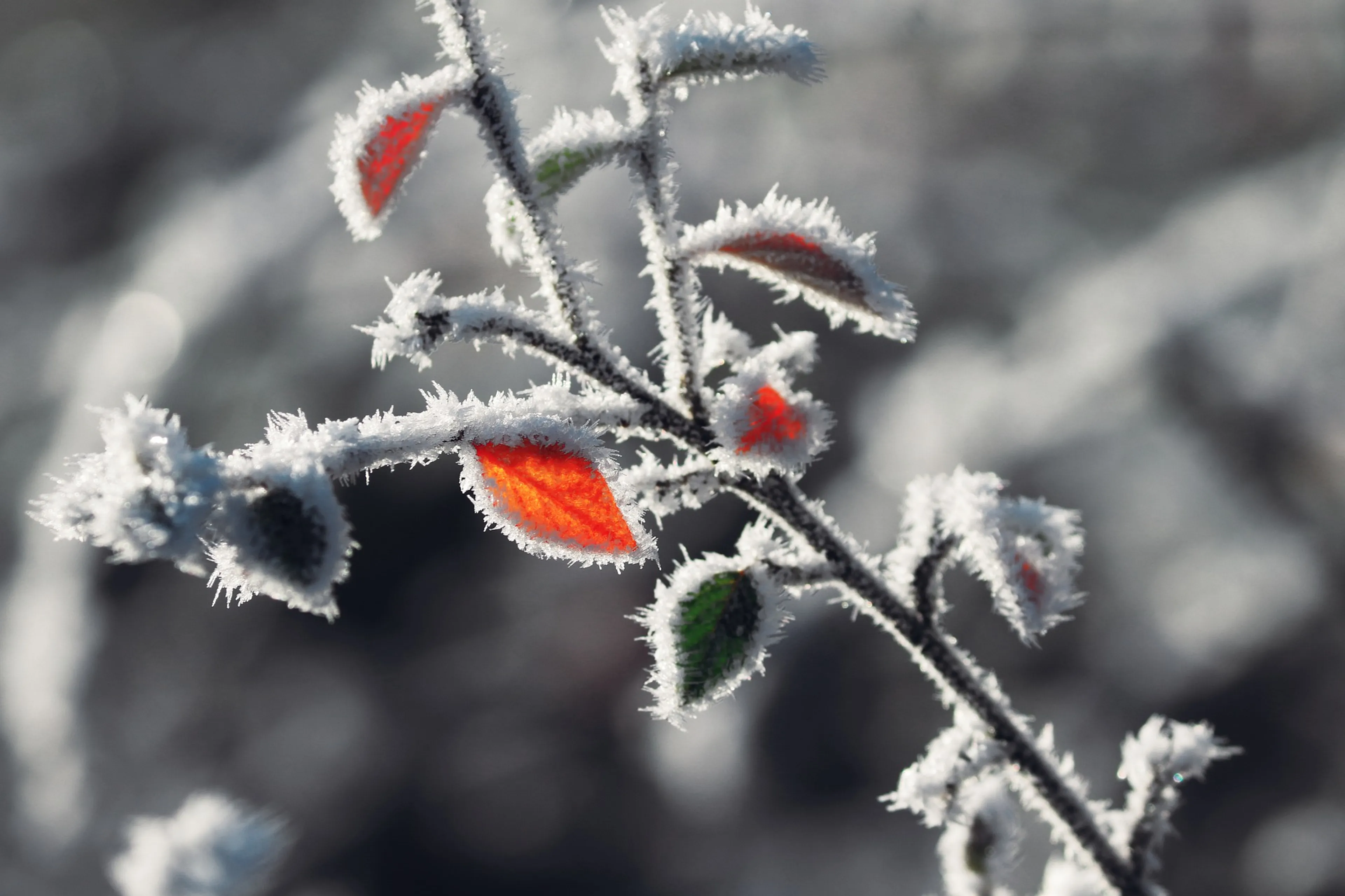 Het was vannacht -15 graden: de koudste nacht sinds 2013