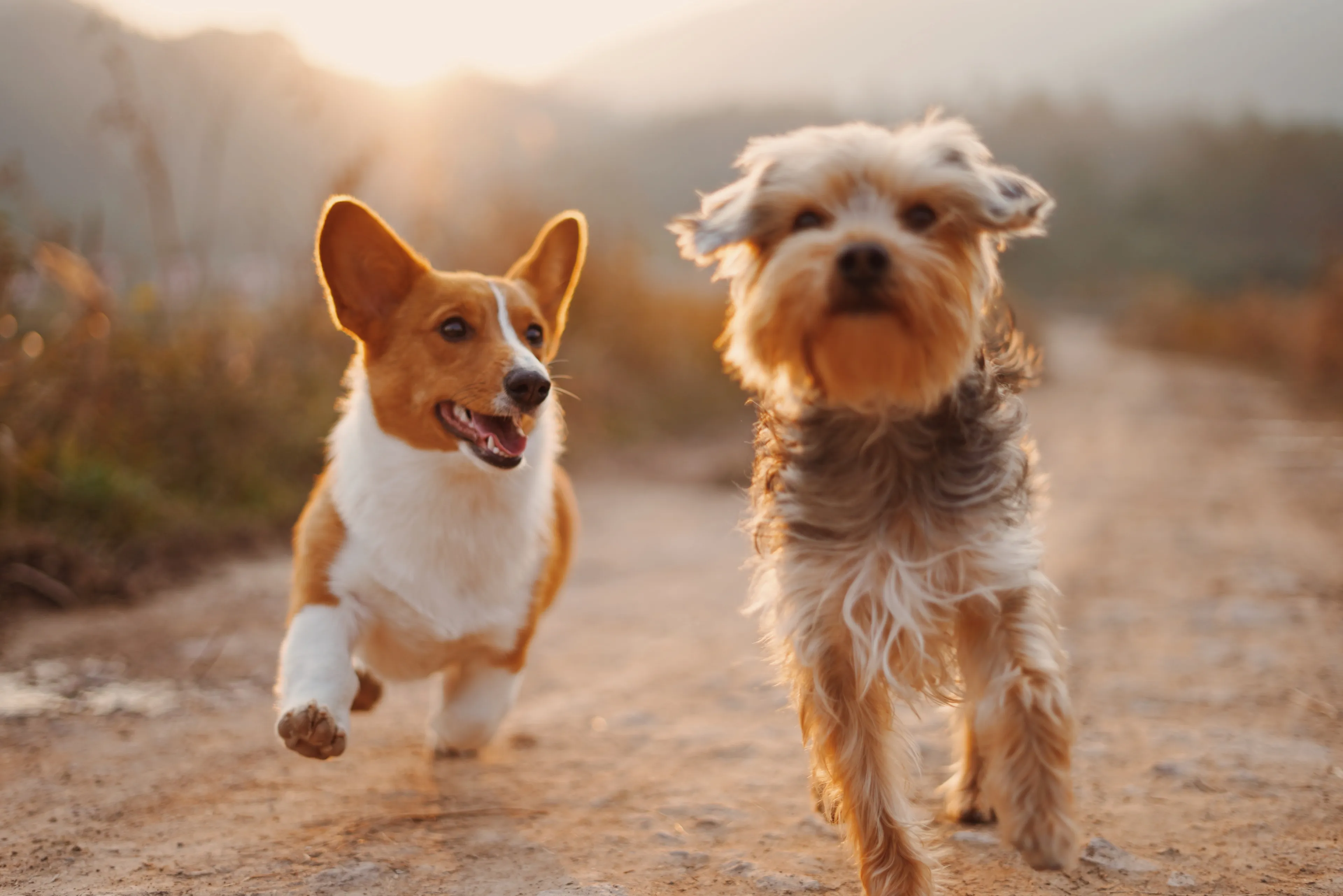 'Honden en katten lopen vooral risico op corona als baasje besmet is'