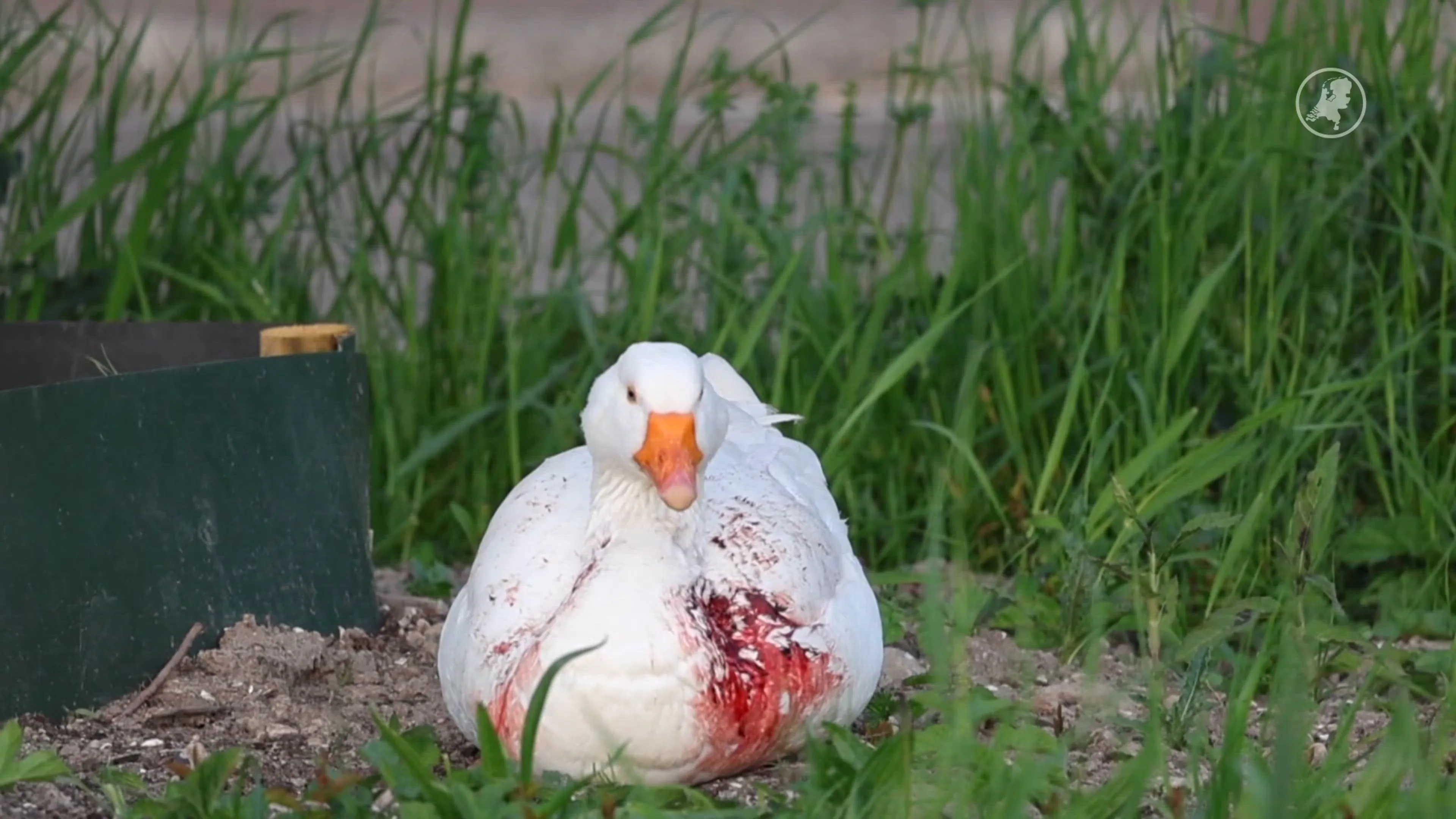 Ernstig gewonde gans ingeslapen in Zoetermeer, getuigen zien man met mes
