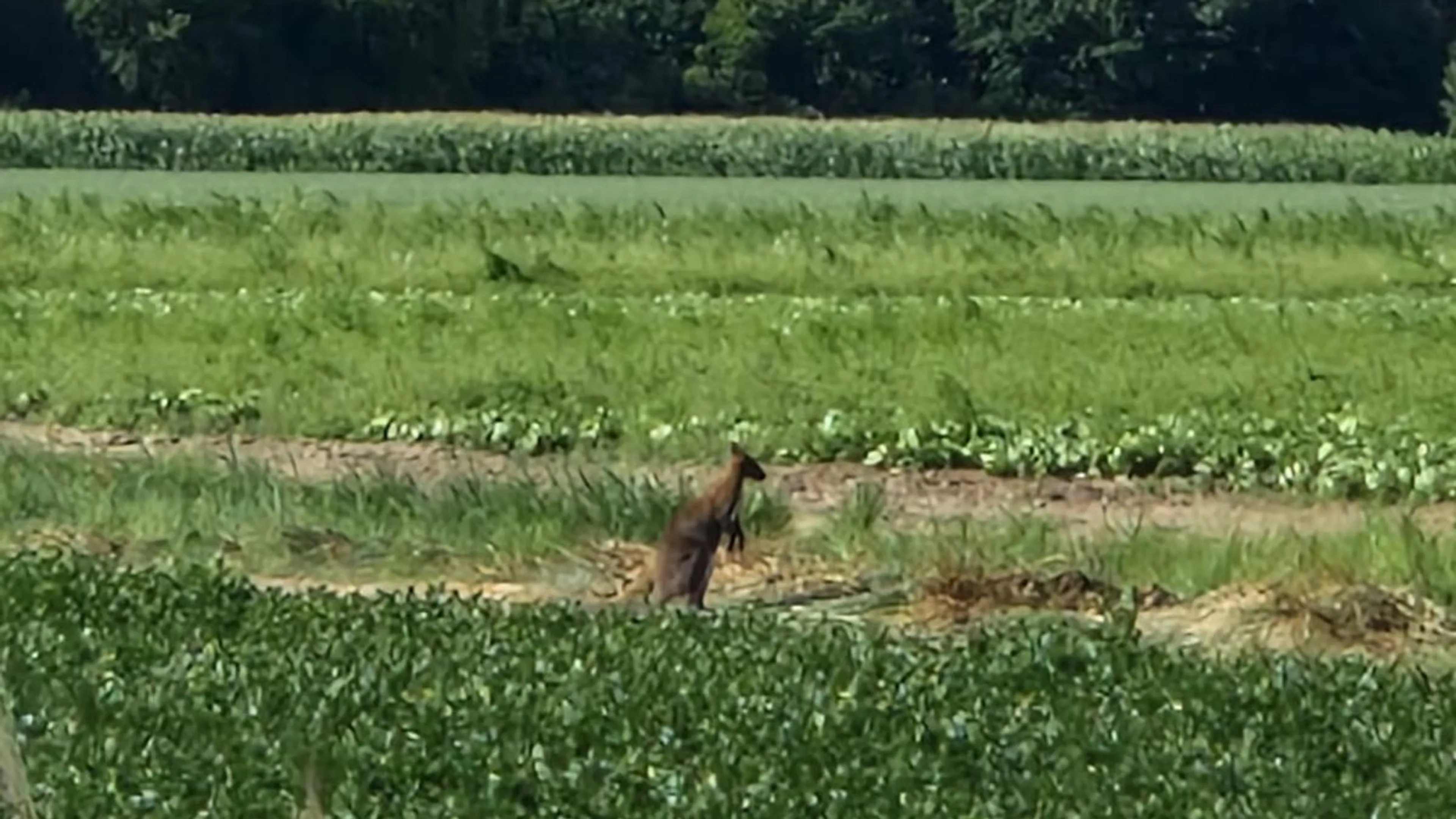 Verdwaalde wallaby Middenmeer gevangen en terug bij eigenaar