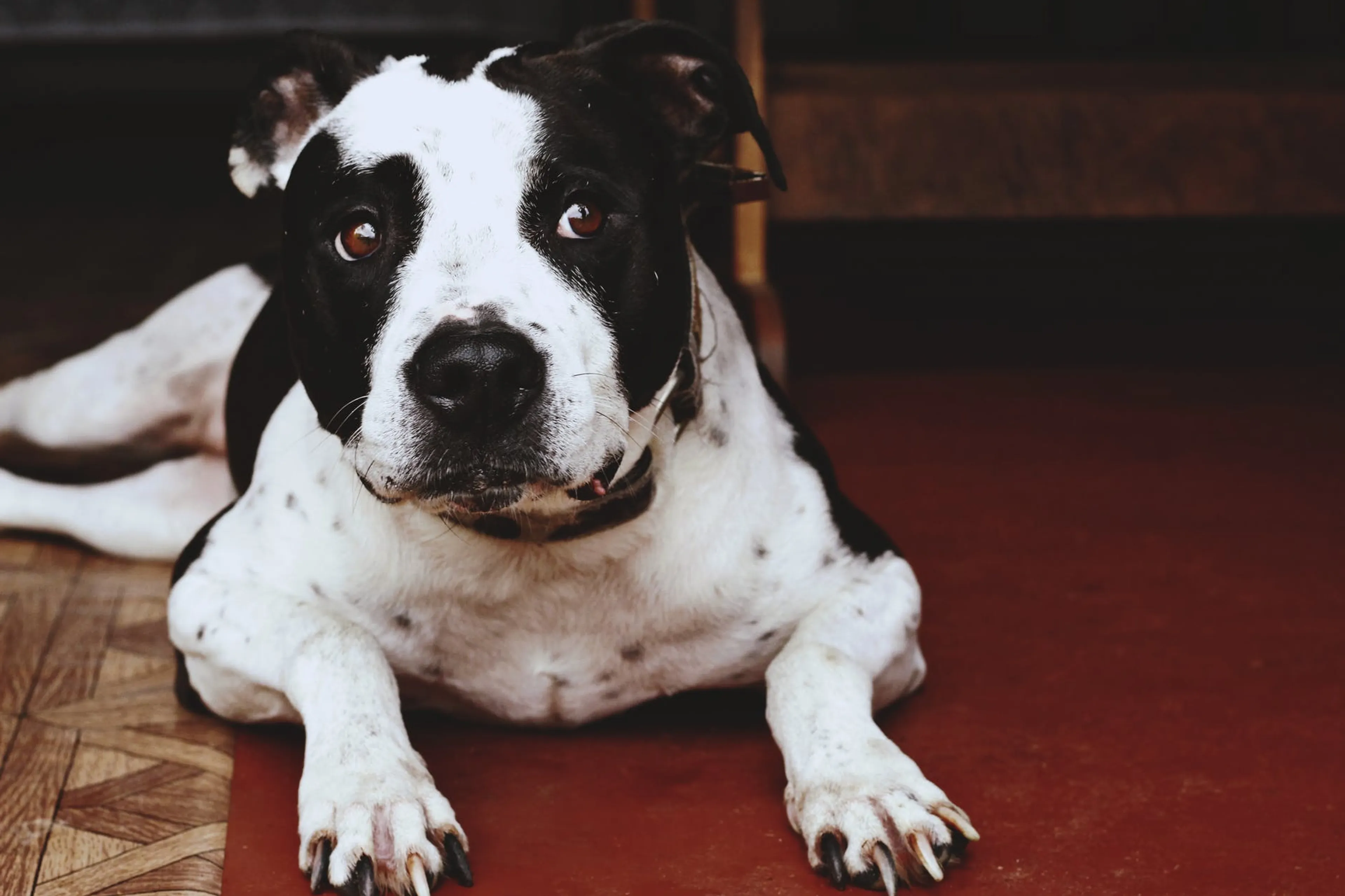 Dode hond met ingeslagen kop gevonden in water Middelburg