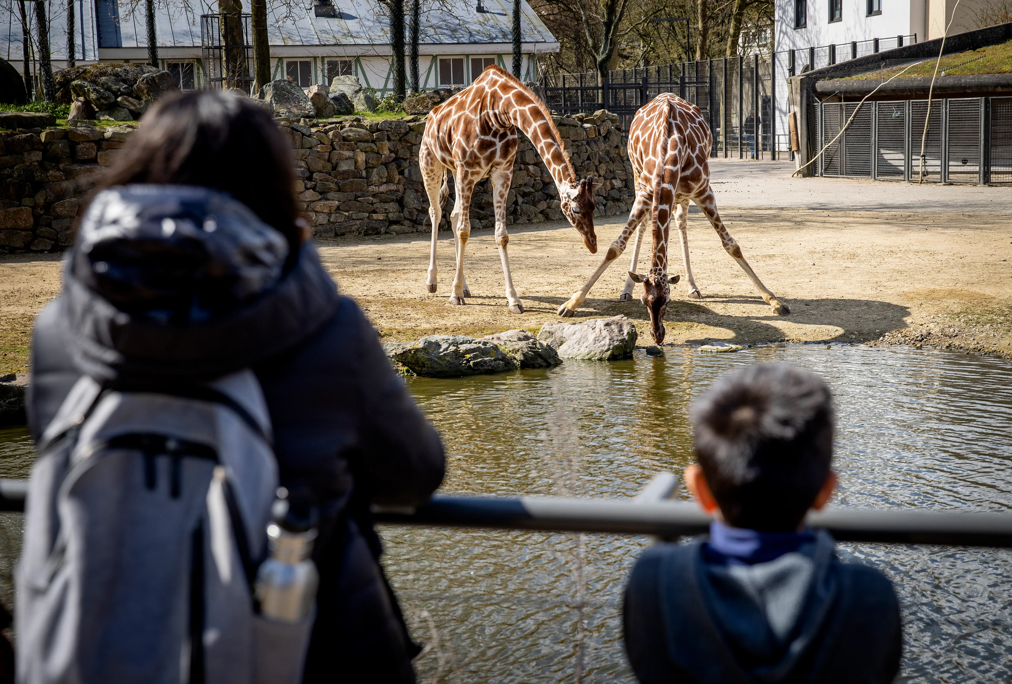 Artis na vijf maanden weer open voor bezoekers: 'Mensen zijn heel blij om er weer te zijn'