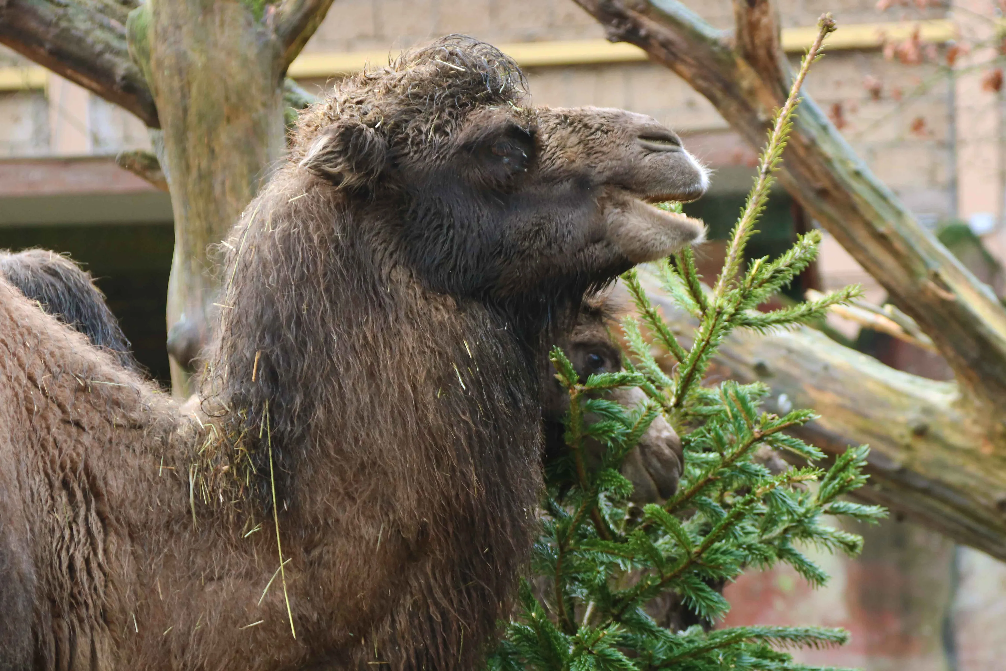 'O sloop die boom, o sloop die boom': ook fijne kerst voor dieren in DierenPark Amersfoort
