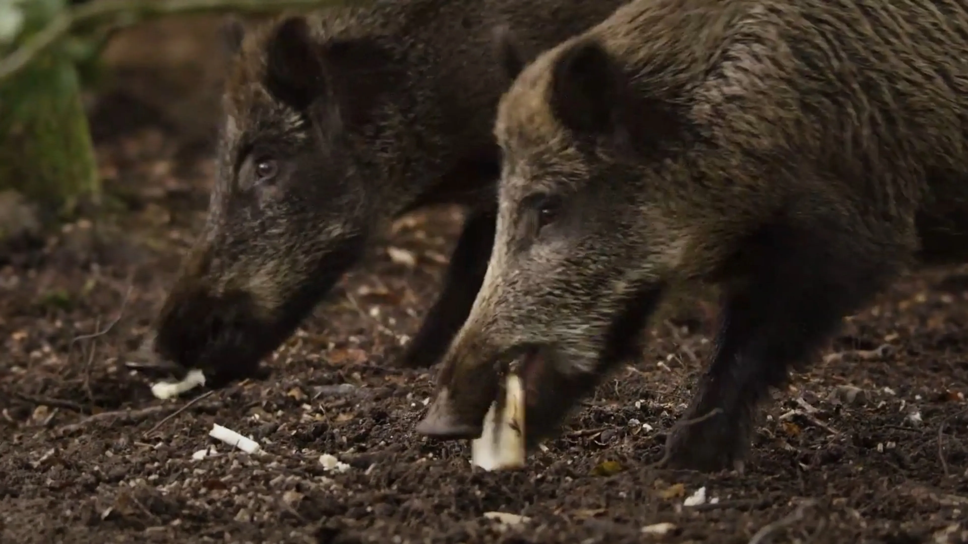 Oproep na tientallen dode wilde zwijnen op de Veluwe: stop met voeren!