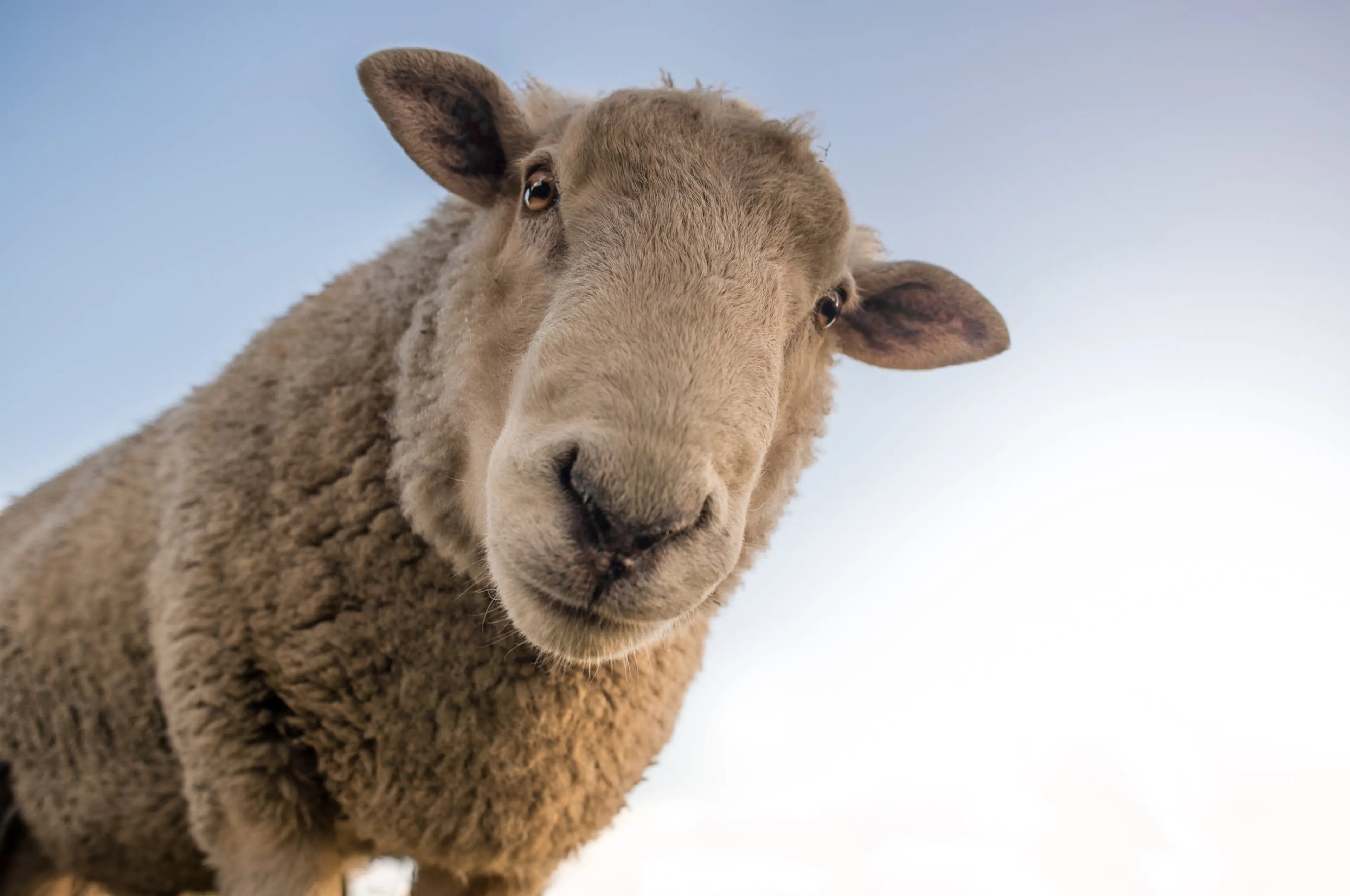 Rijswijker vindt dood en mishandeld schaap in weiland