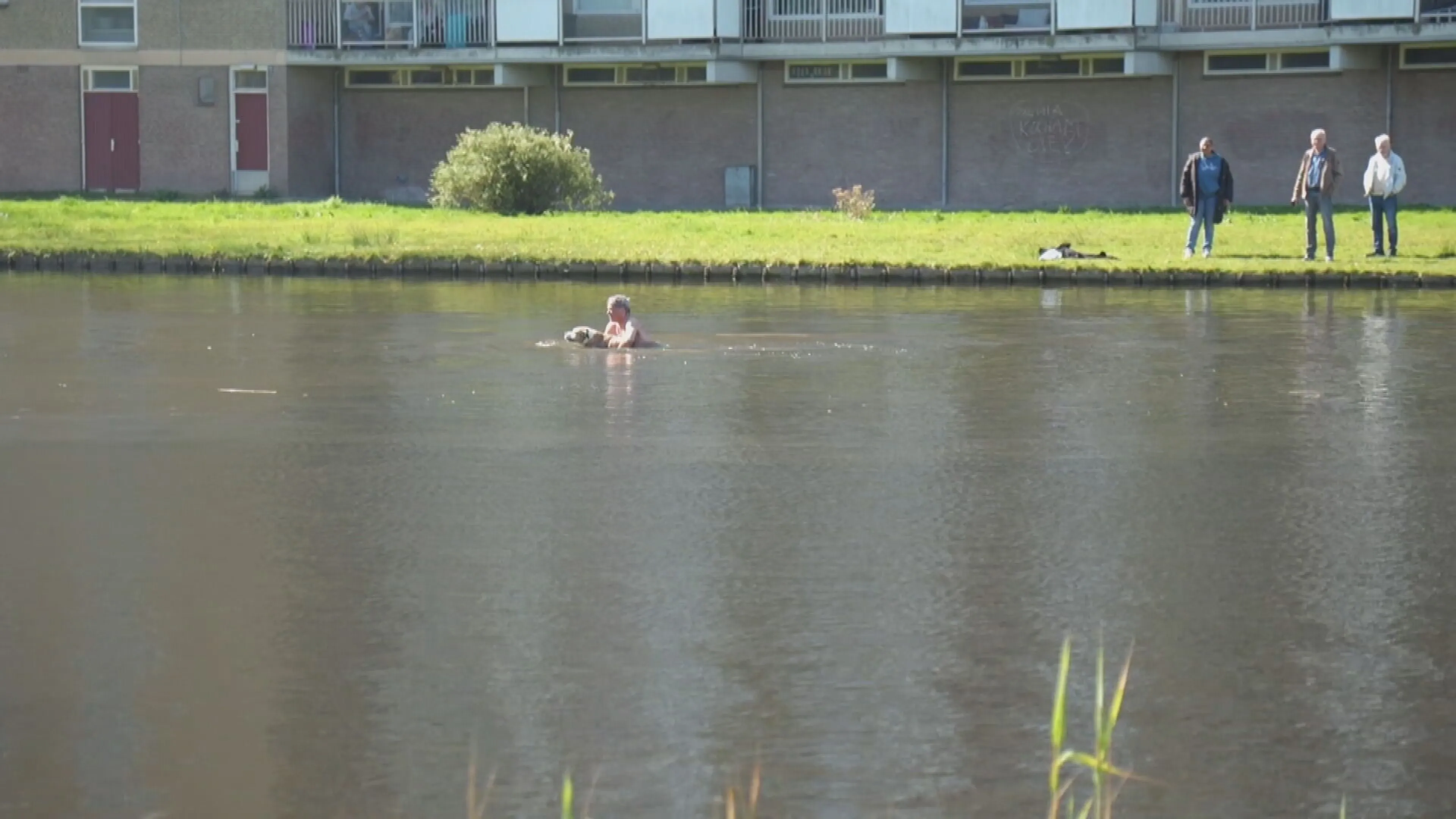 Held springt vijver in en redt hond die achter zwanen aanzit