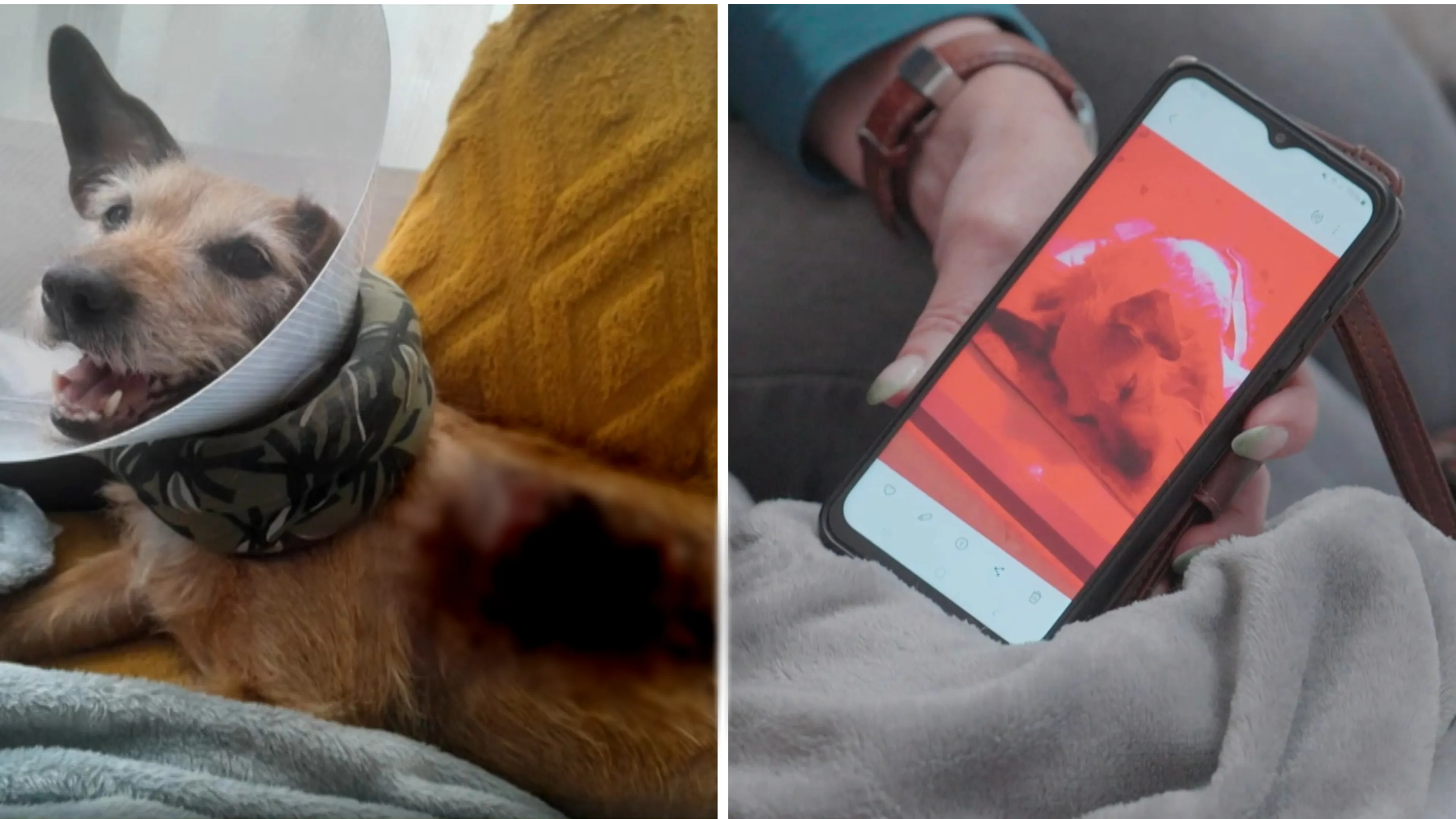 Hond Shanti verbrand na operatie onder warmtelamp: ‘Getekend voor het leven’