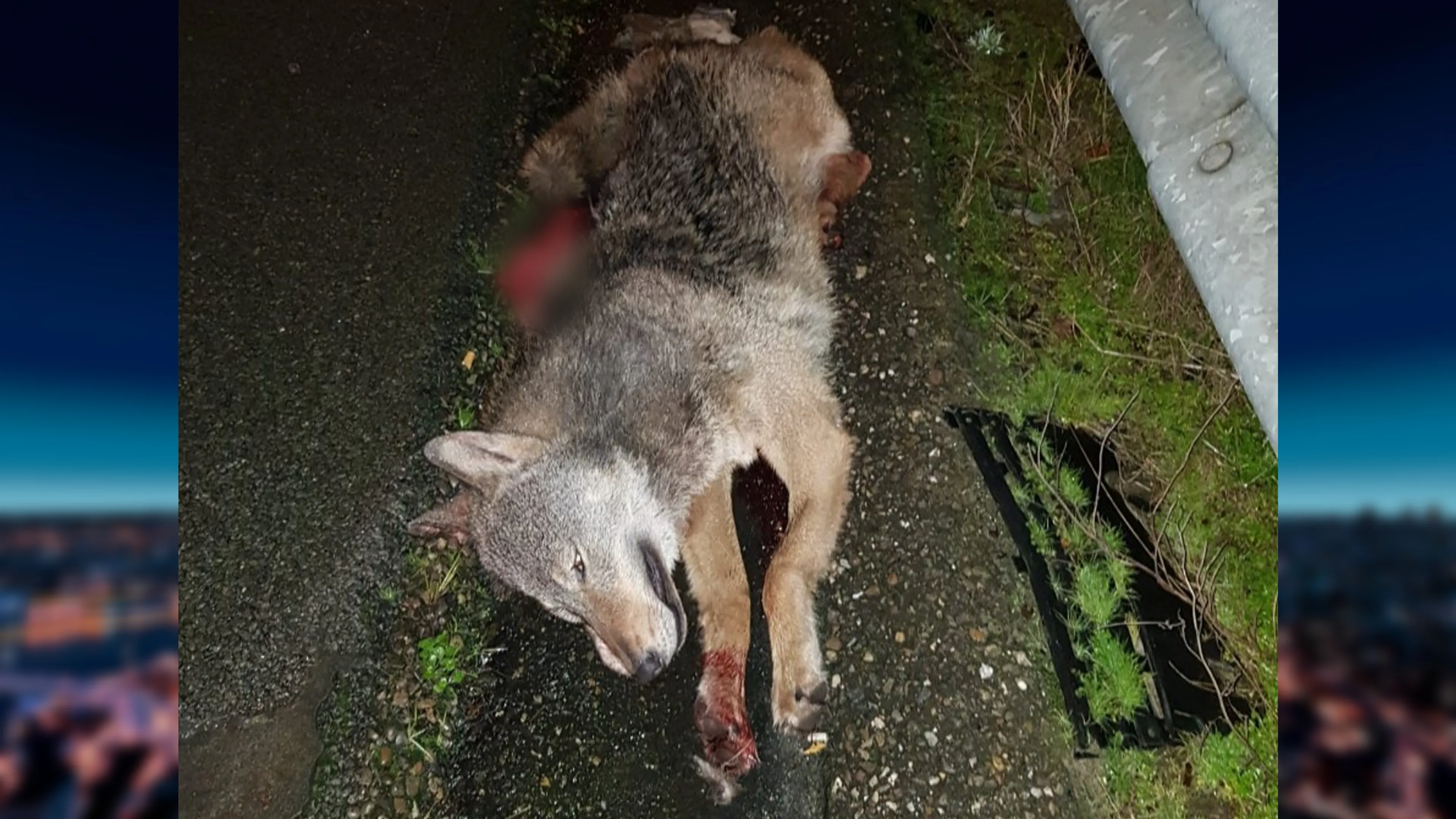Dode wolf gevonden op de A2 bij Weert