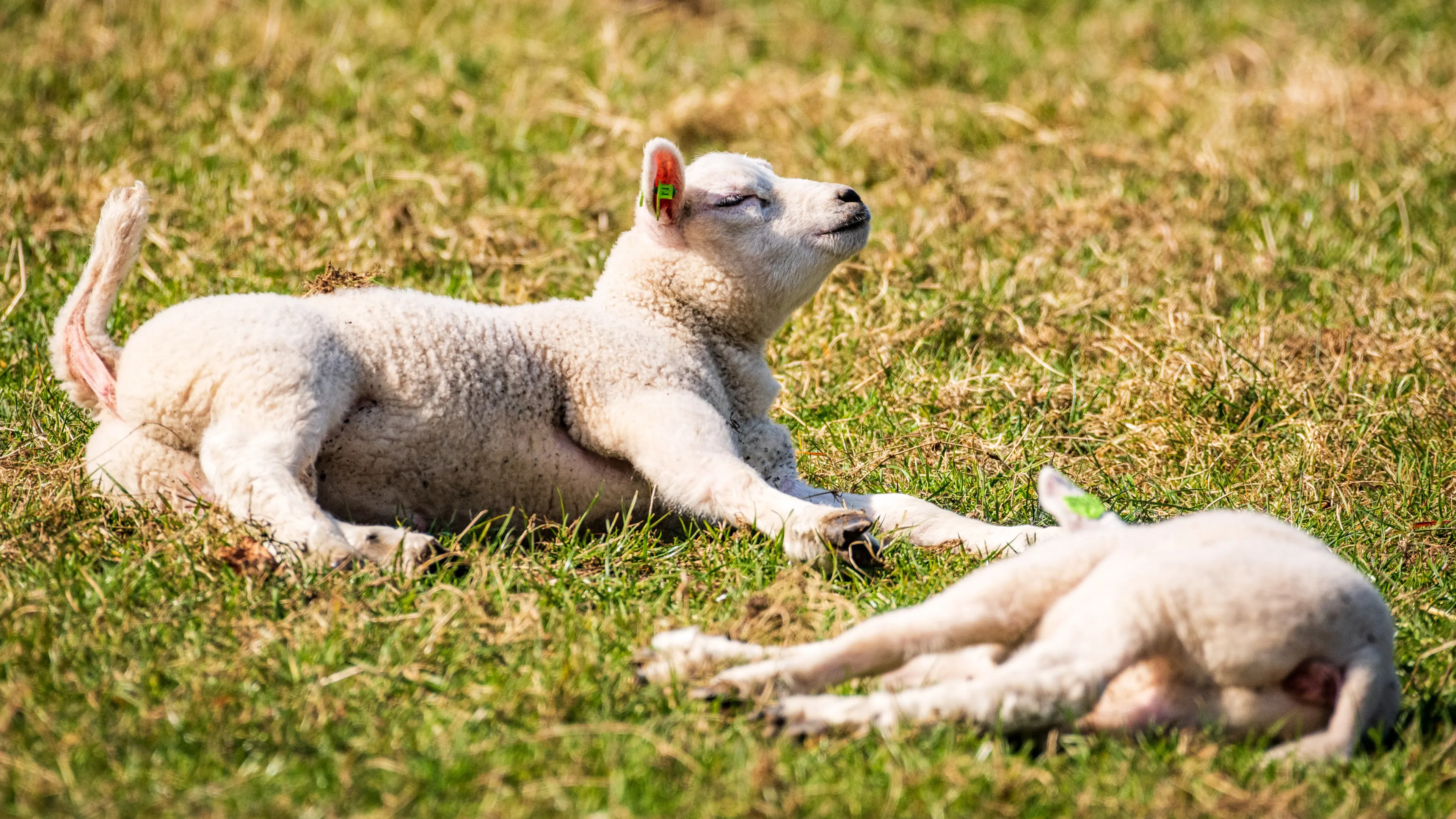 Lente begint nu écht: temperaturen deze week richting 20 graden