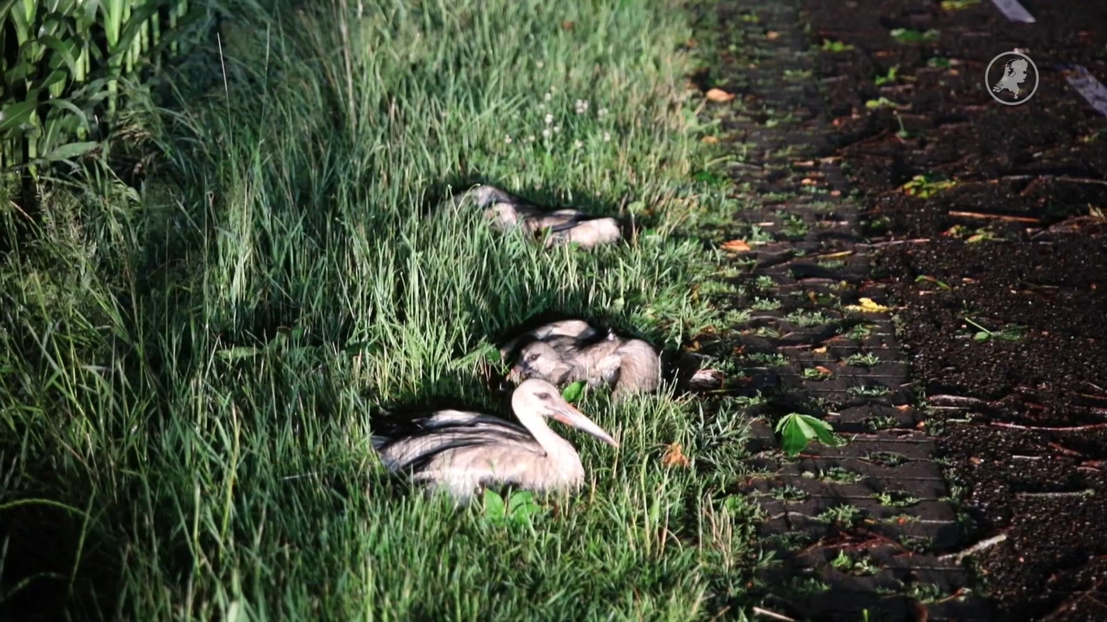 Drie jonge ooievaars zwaargewond nadat nest uit boom waait
