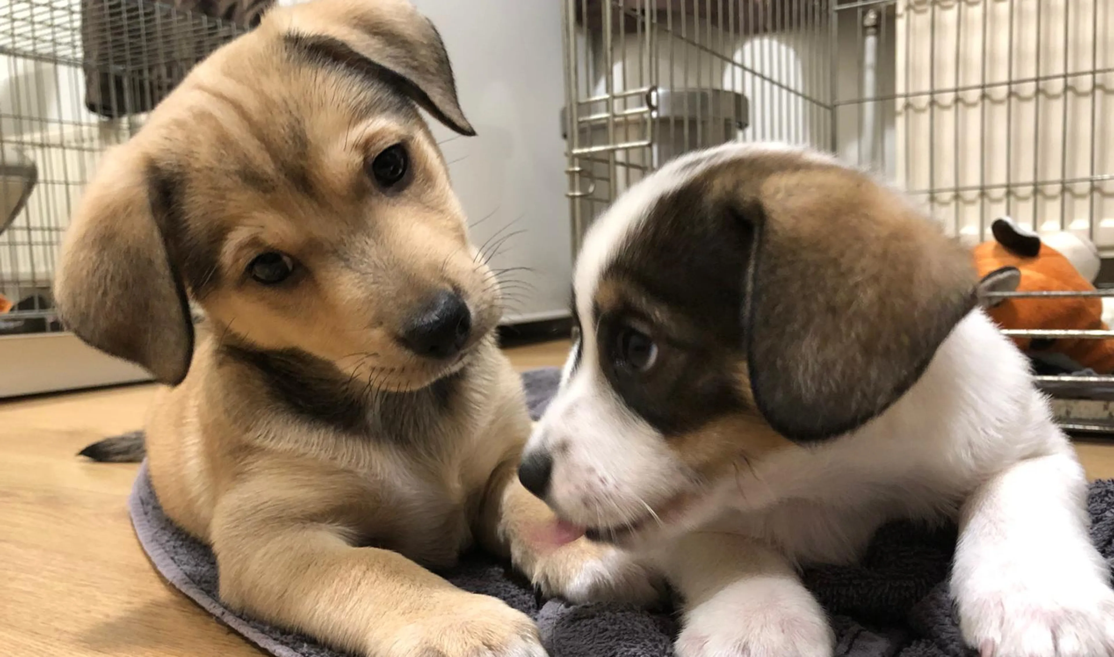 Dierenorganisatie House of Animals opent meldpunt voor malafide puppyhandelaren
