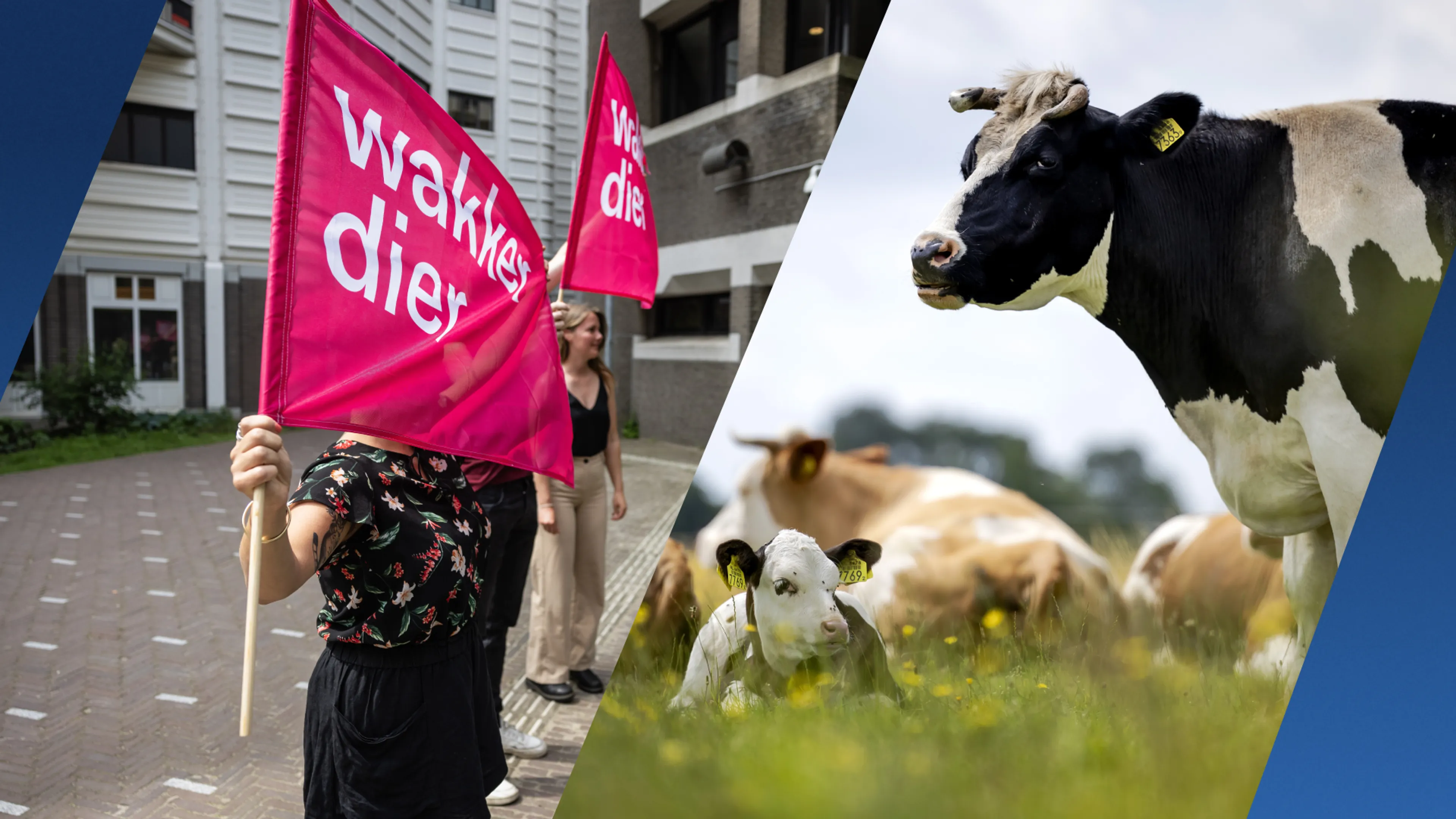 Wakker Dier wil harder ingrijpen bij veehandelaren die keer op keer wet overtreden