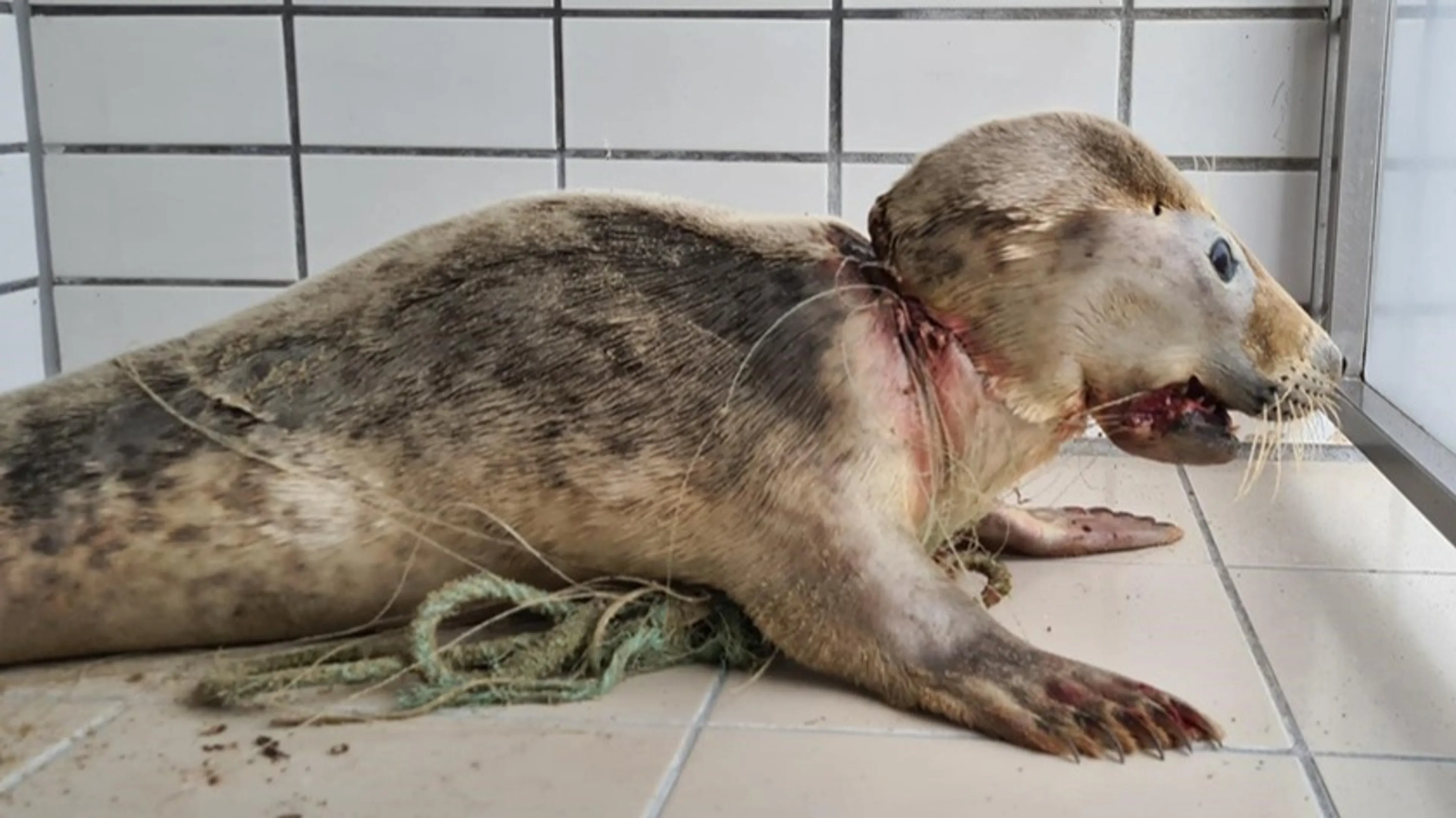 Zeehond in net verstrikt op Texel: 'Een van de ernstigste gevallen ooit'