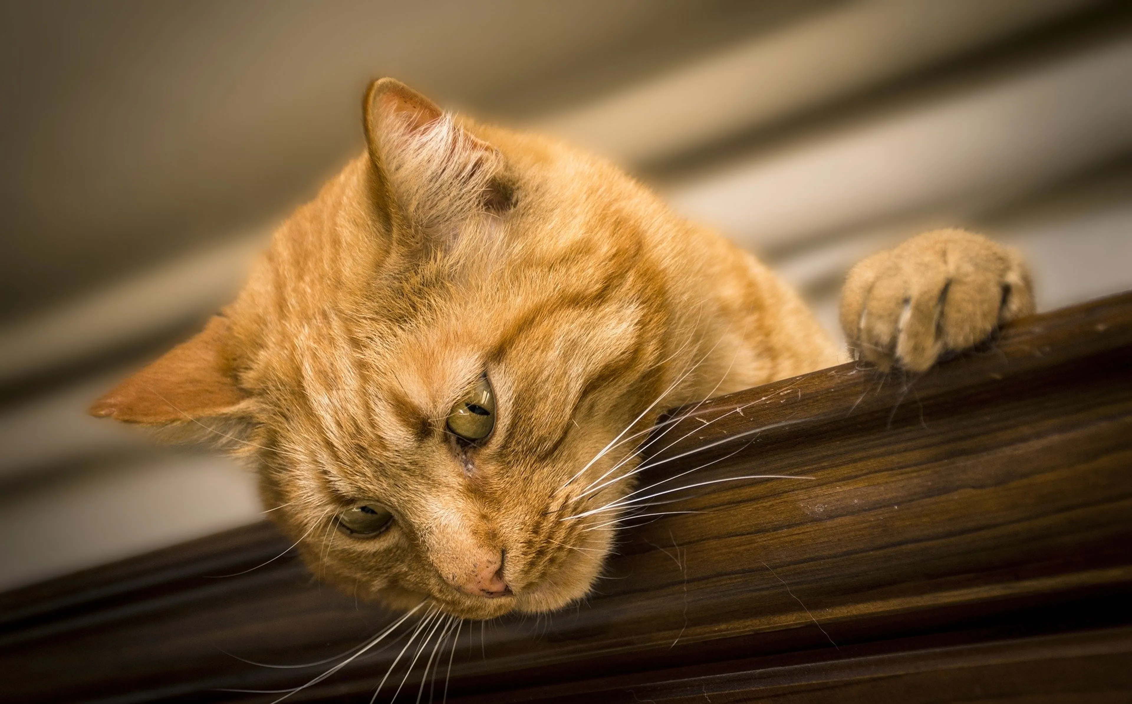 Politie vindt zwaargewonde kat in woning, bewoner aangehouden