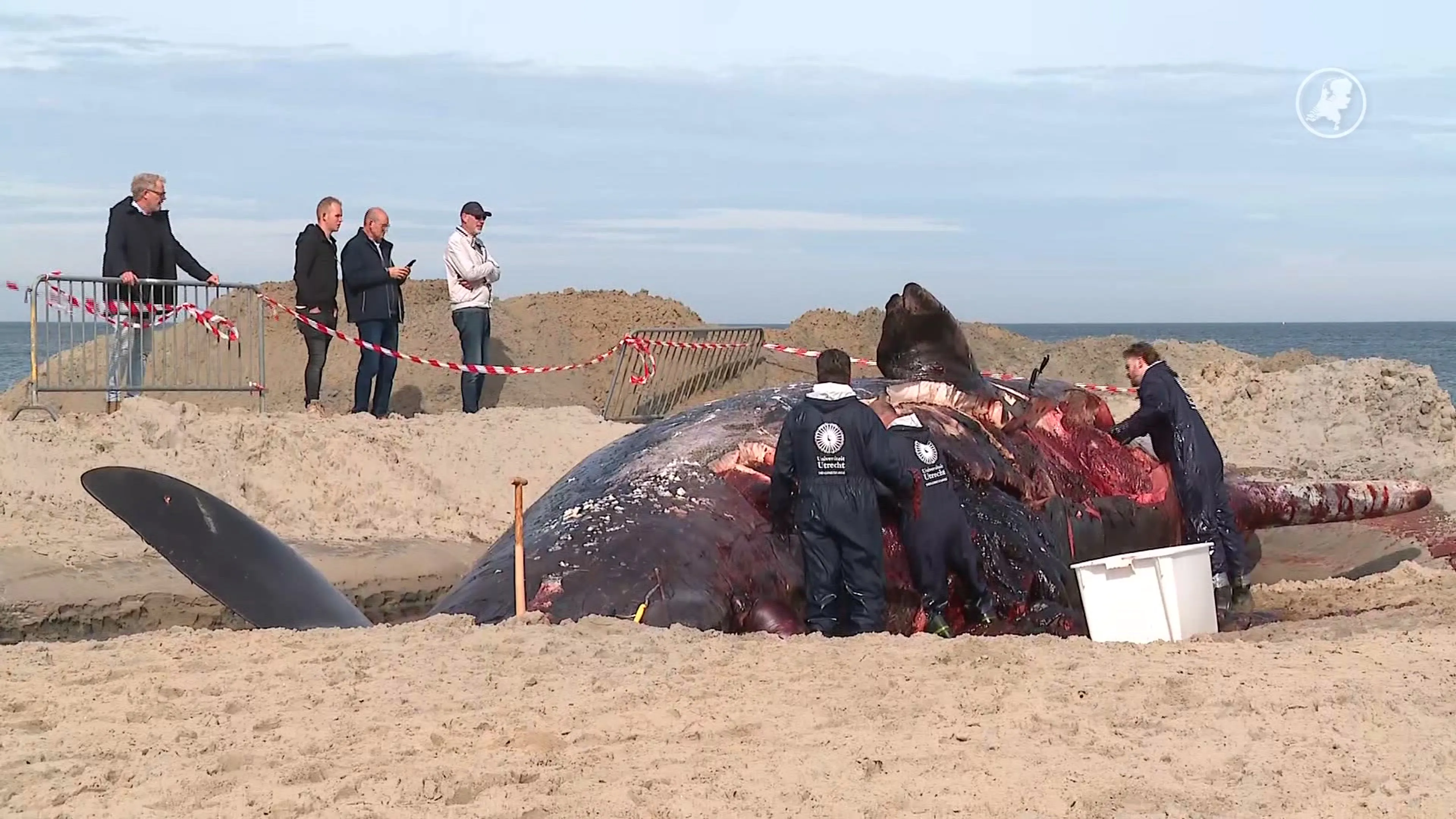 ZIEN: kadaver van dode aangespoelde potvis op strand Renesse
