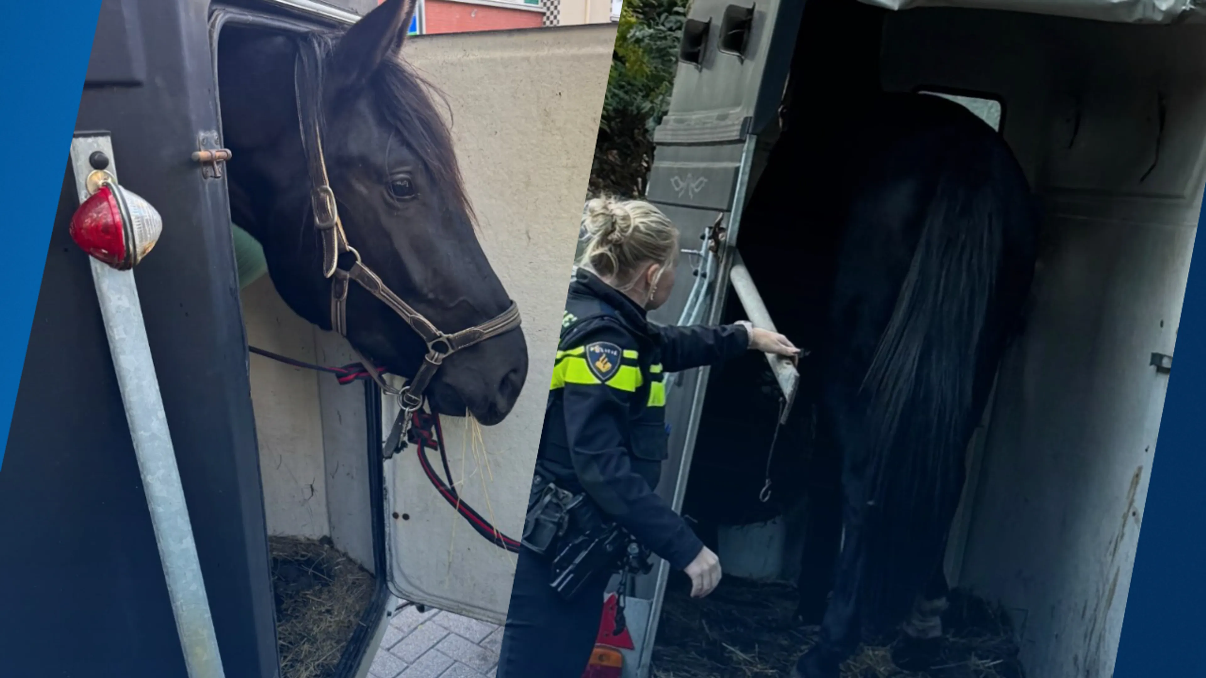 Paard hele nacht opgesloten in veel te kleine trailer in Rotterdam, politie grijpt in