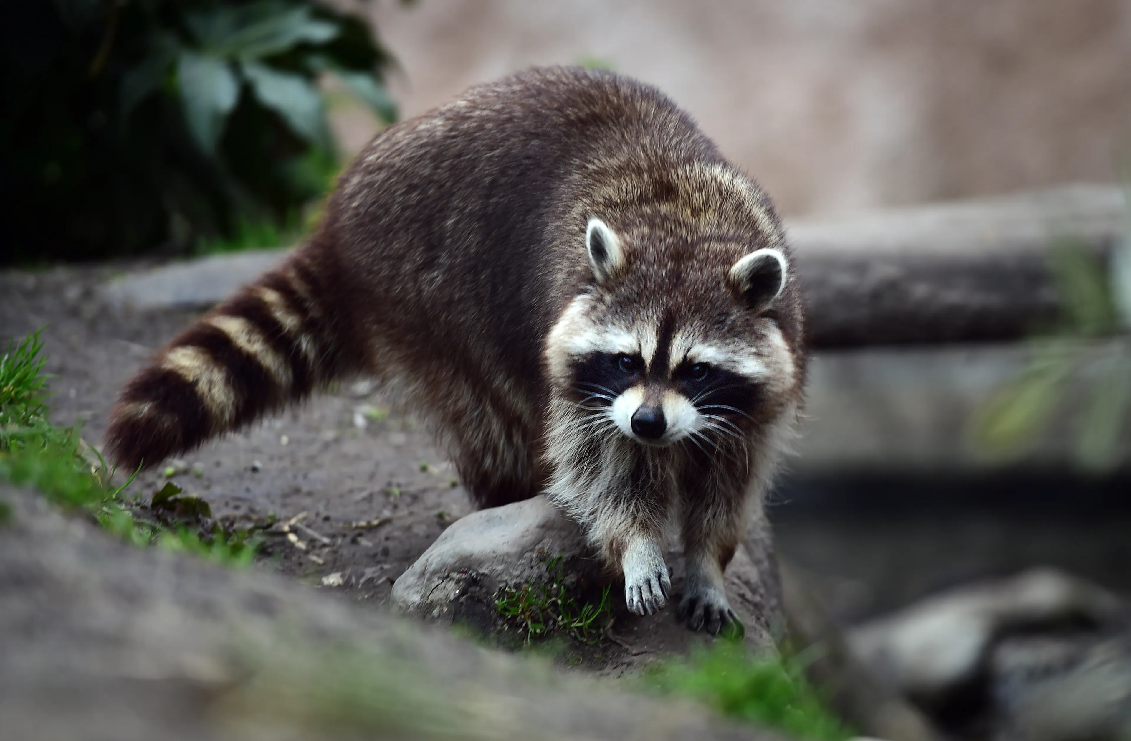 Groot raadsel in Wildlands Emmen: waar zijn de wasberen gebleven?