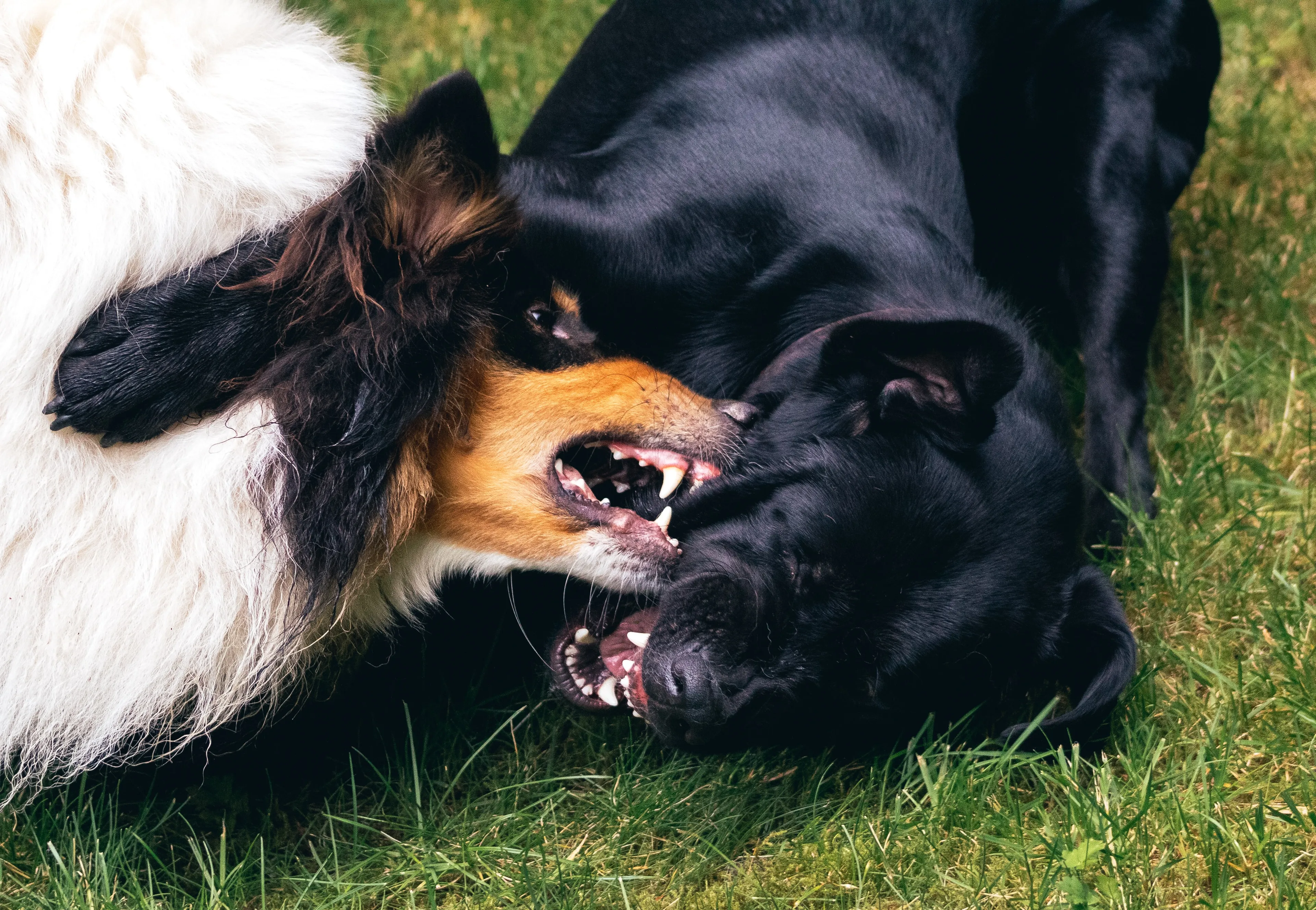 Oudere man haalt vechtende honden uit elkaar en krijgt klappen, 40-jarige Vlissinger aangehouden