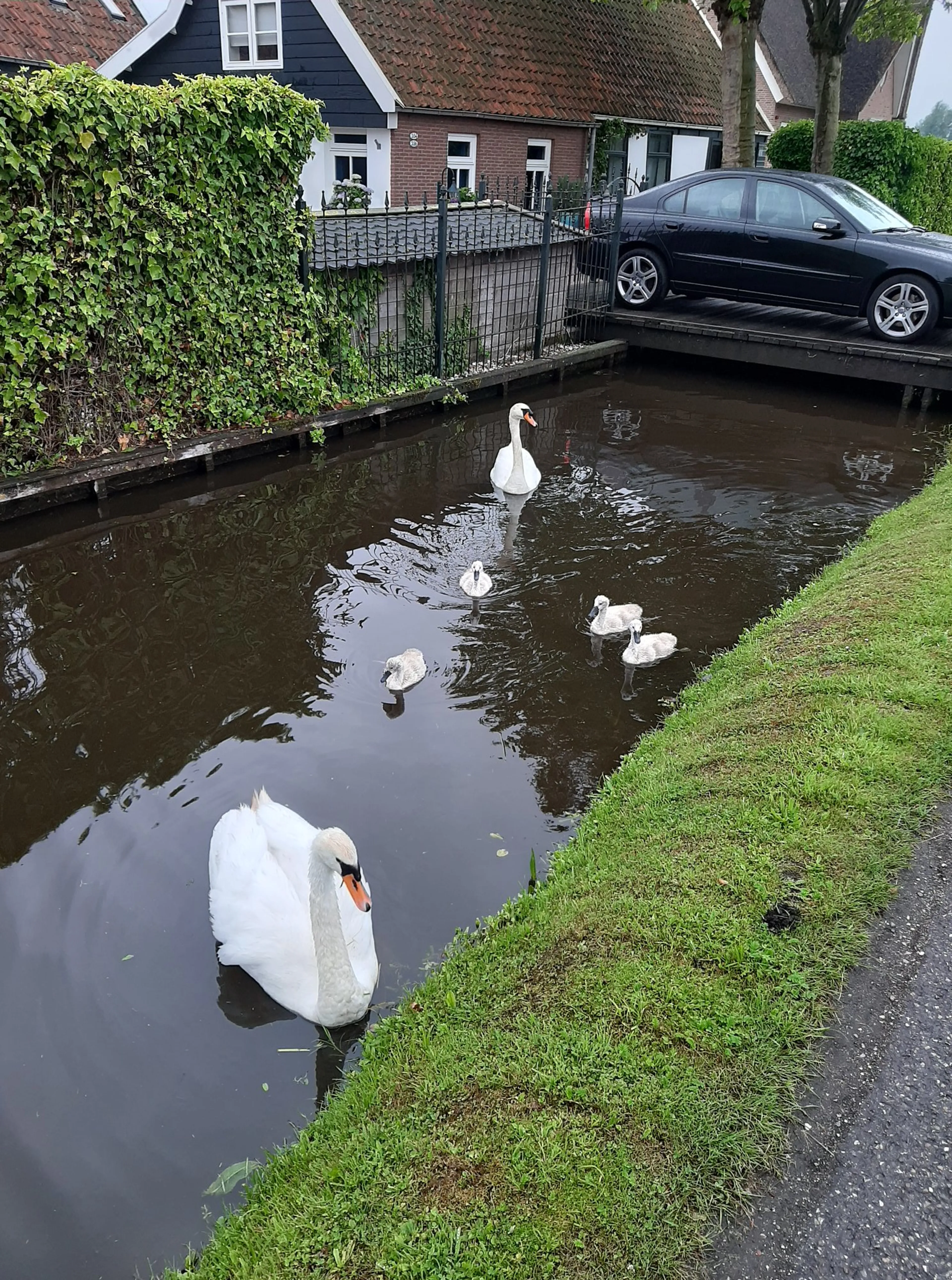 Bestelbus rijdt in op zwanenfamilie, alleen moederzwaan en baby nog in leven