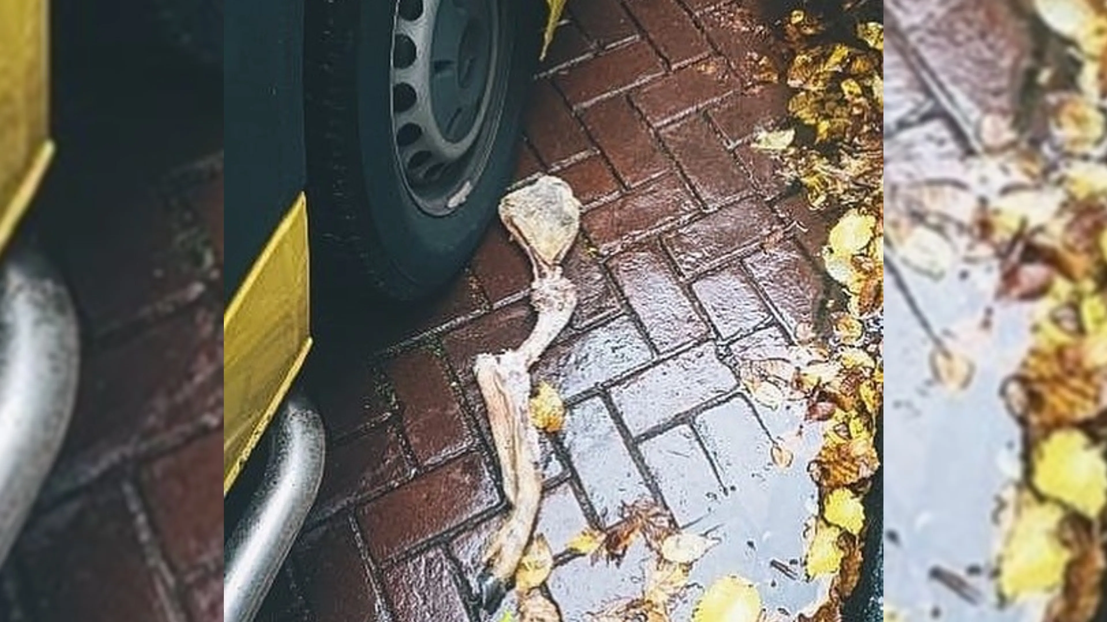 Na gevild damhert ook hertenpoot gevonden in Amsterdam