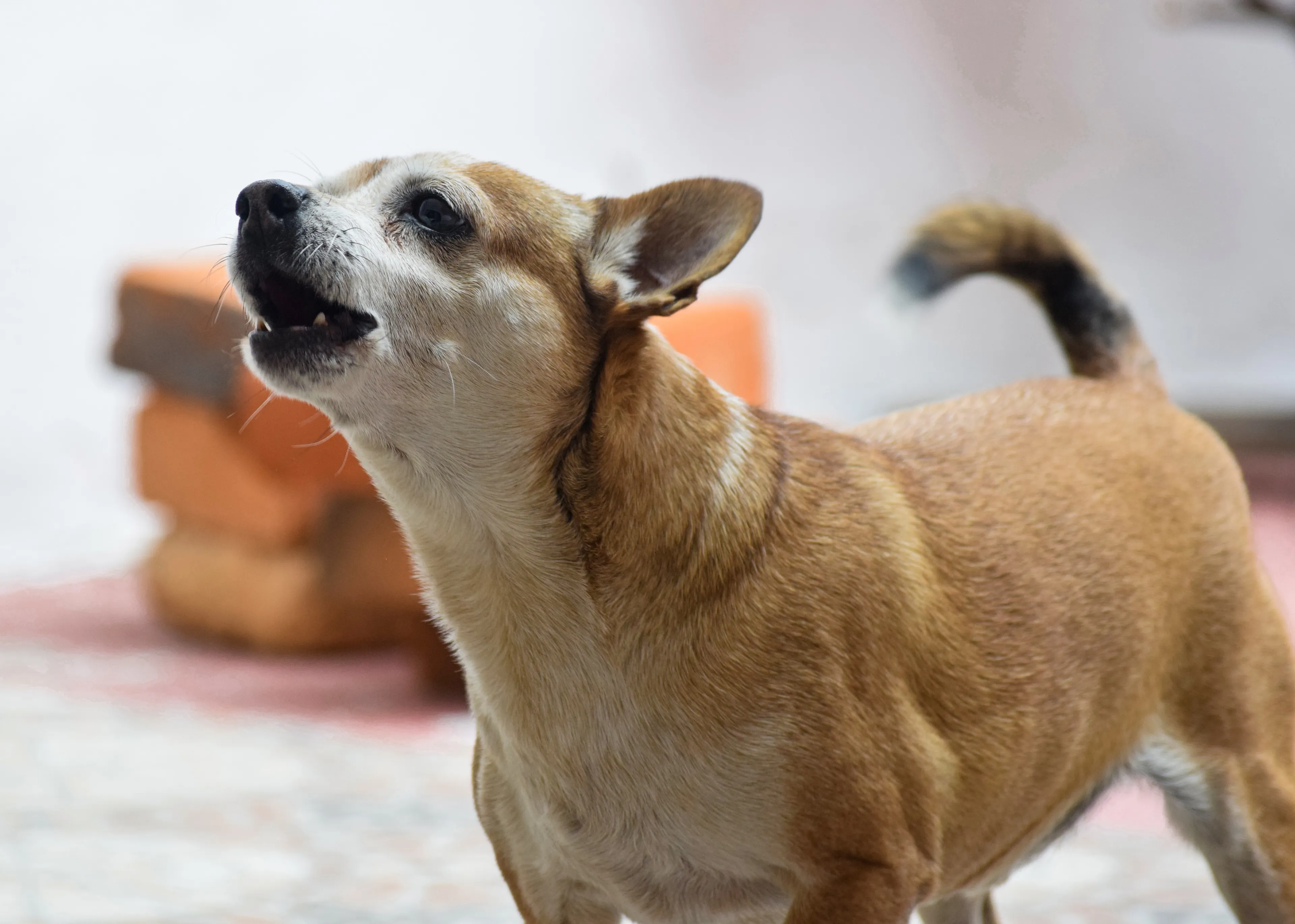 Geen cel- of taakstraf voor vrouw die hond doodsteekt en brand sticht: 'Ik had stemmen in mijn hoofd'