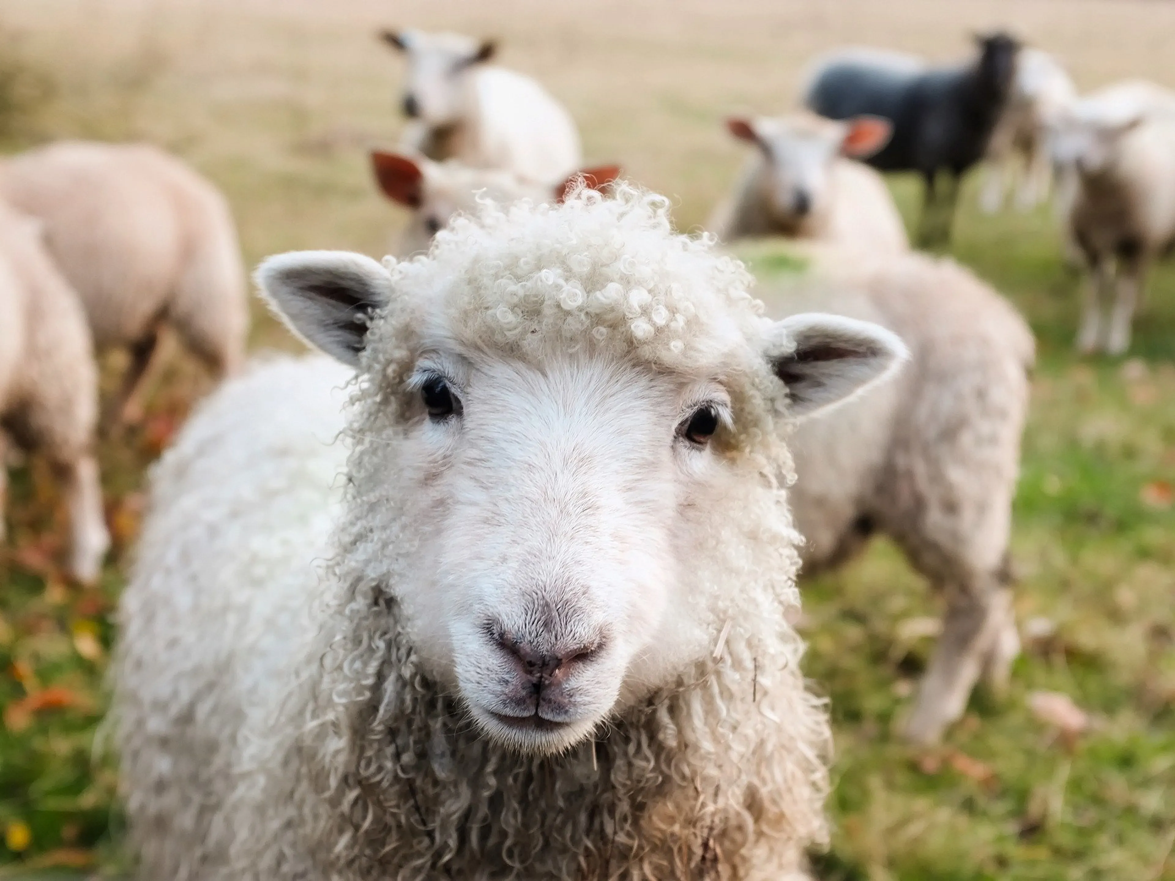 Laffe jongens slaan met flessen in op weerloze schapen in Dordrecht