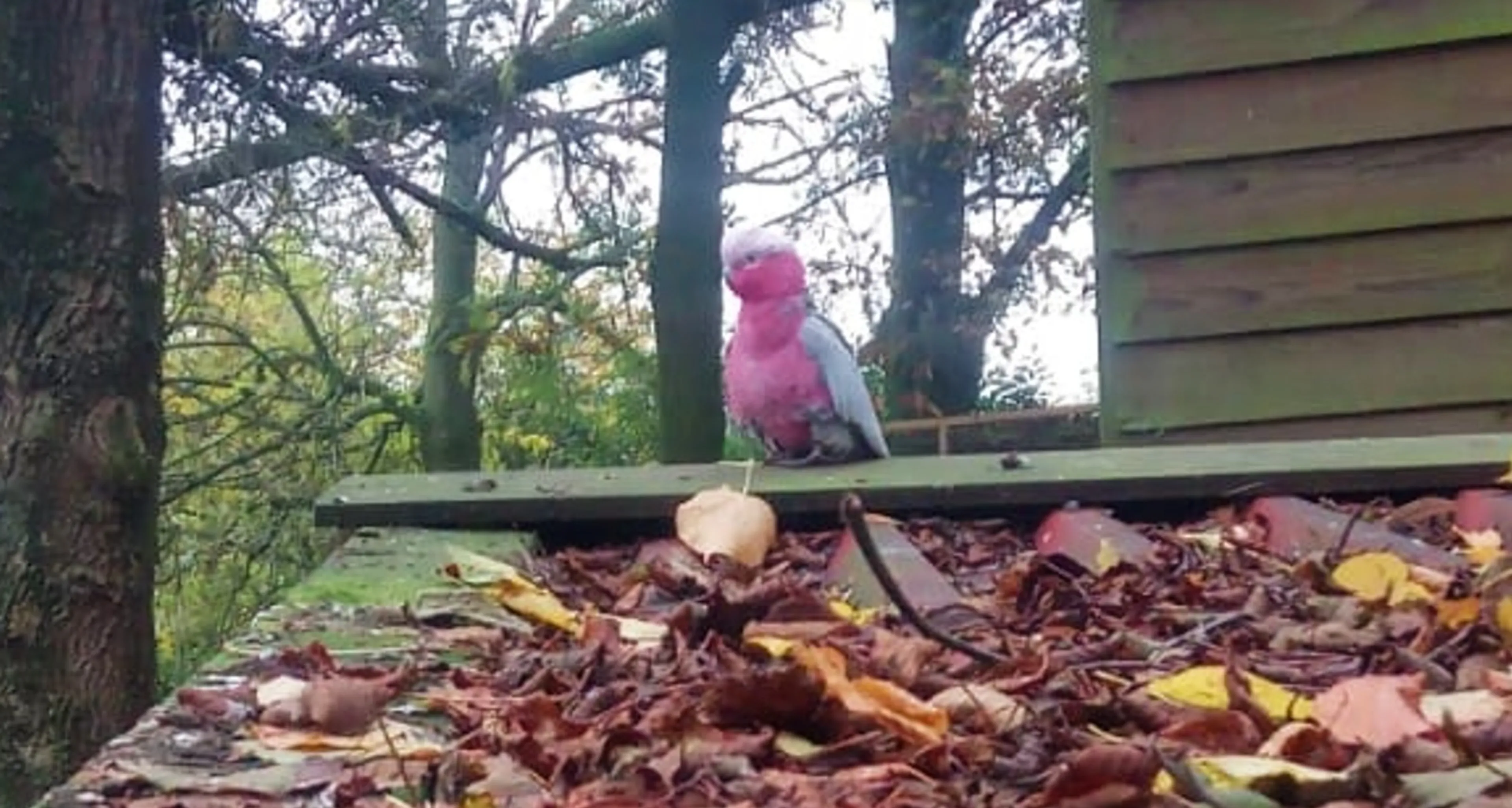 Zes roze kaketoes ontsnapt uit dierenpark de Paay in Beesd 