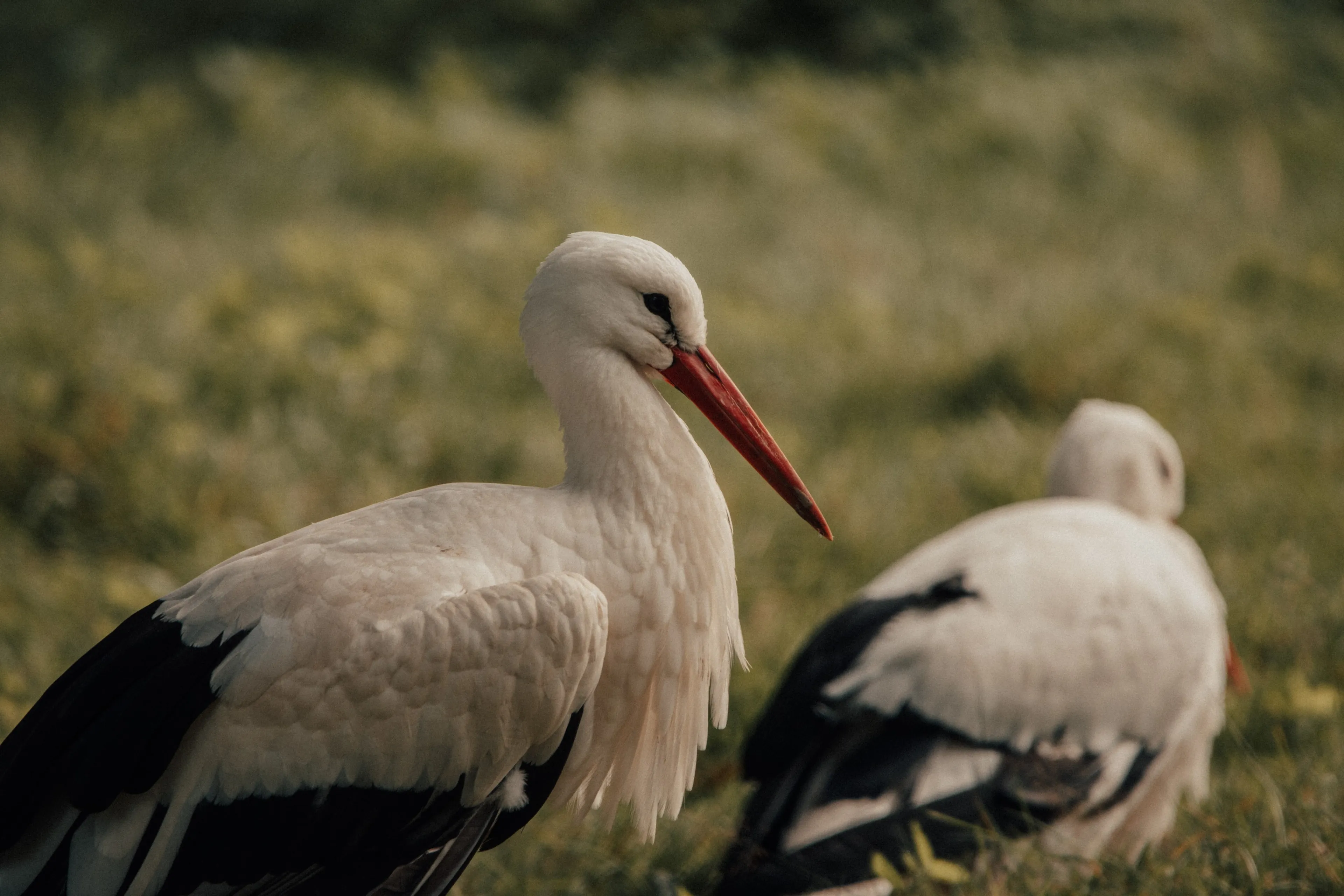 Vogelspotters tellen dit weekend massaal overwinterende ooievaars