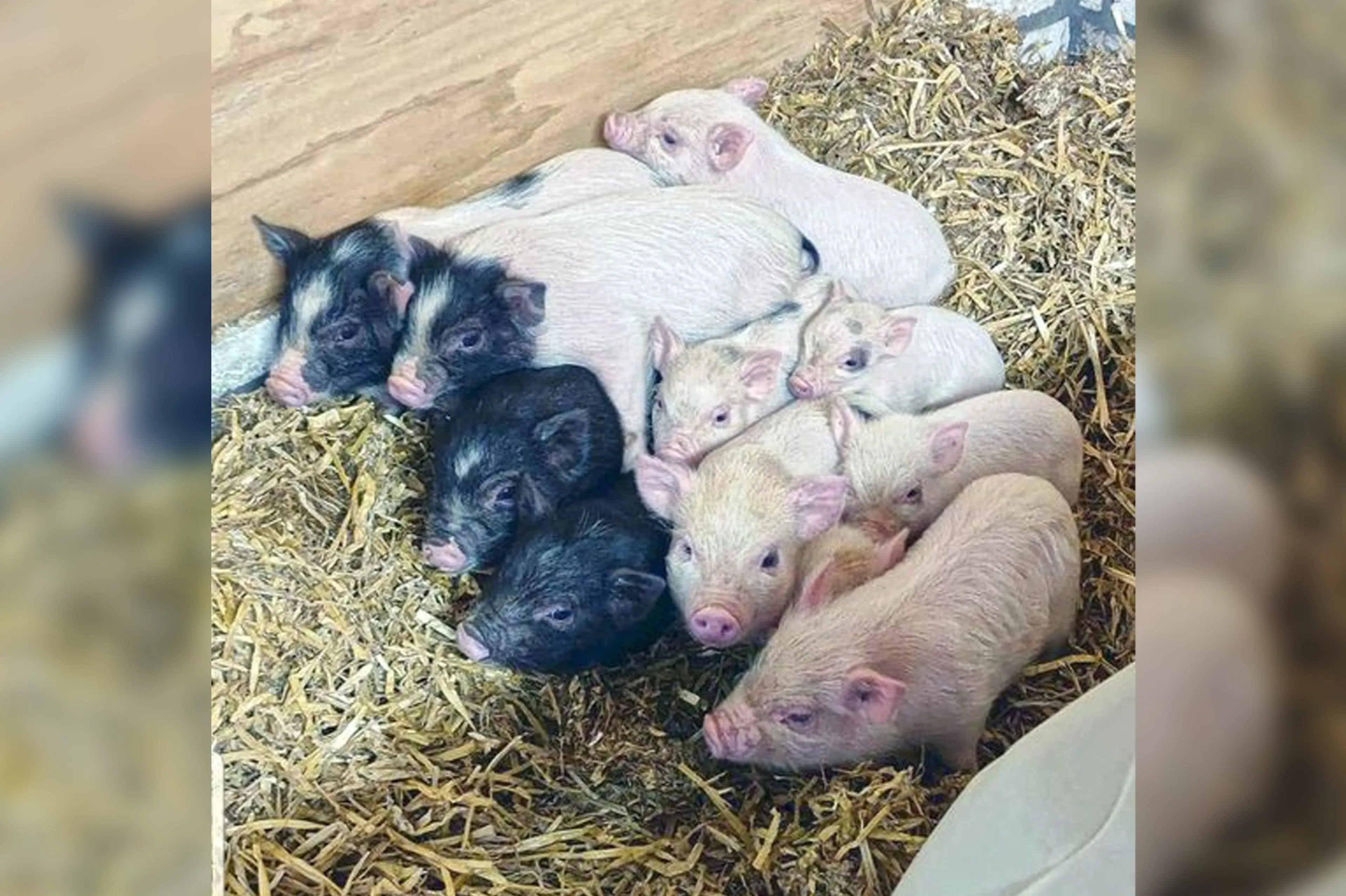 Elf biggetjes moederziel alleen in dozen achtergelaten in park