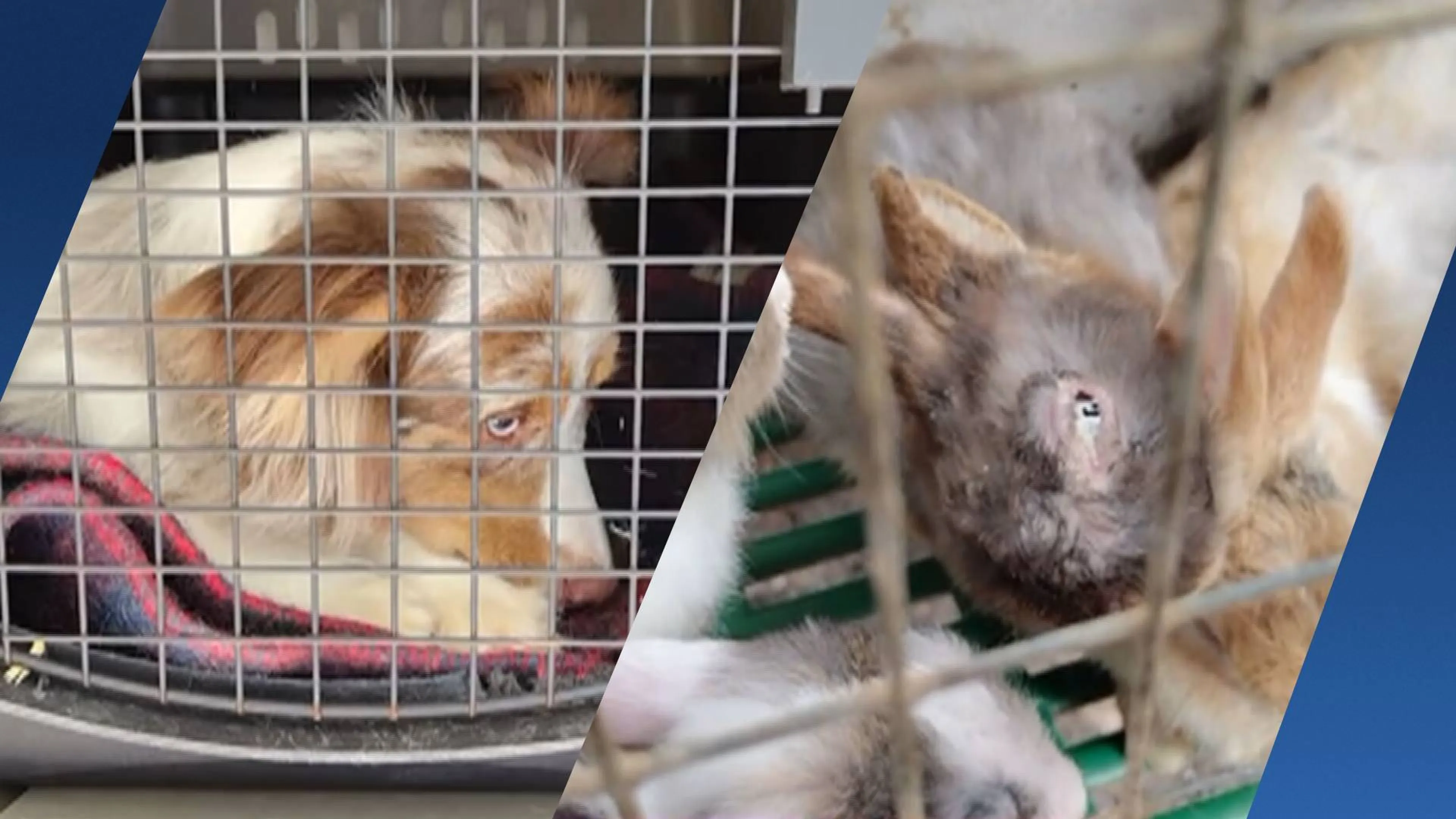 NVWA haalt bijna 2.000 konijnen en honden weg bij fokker