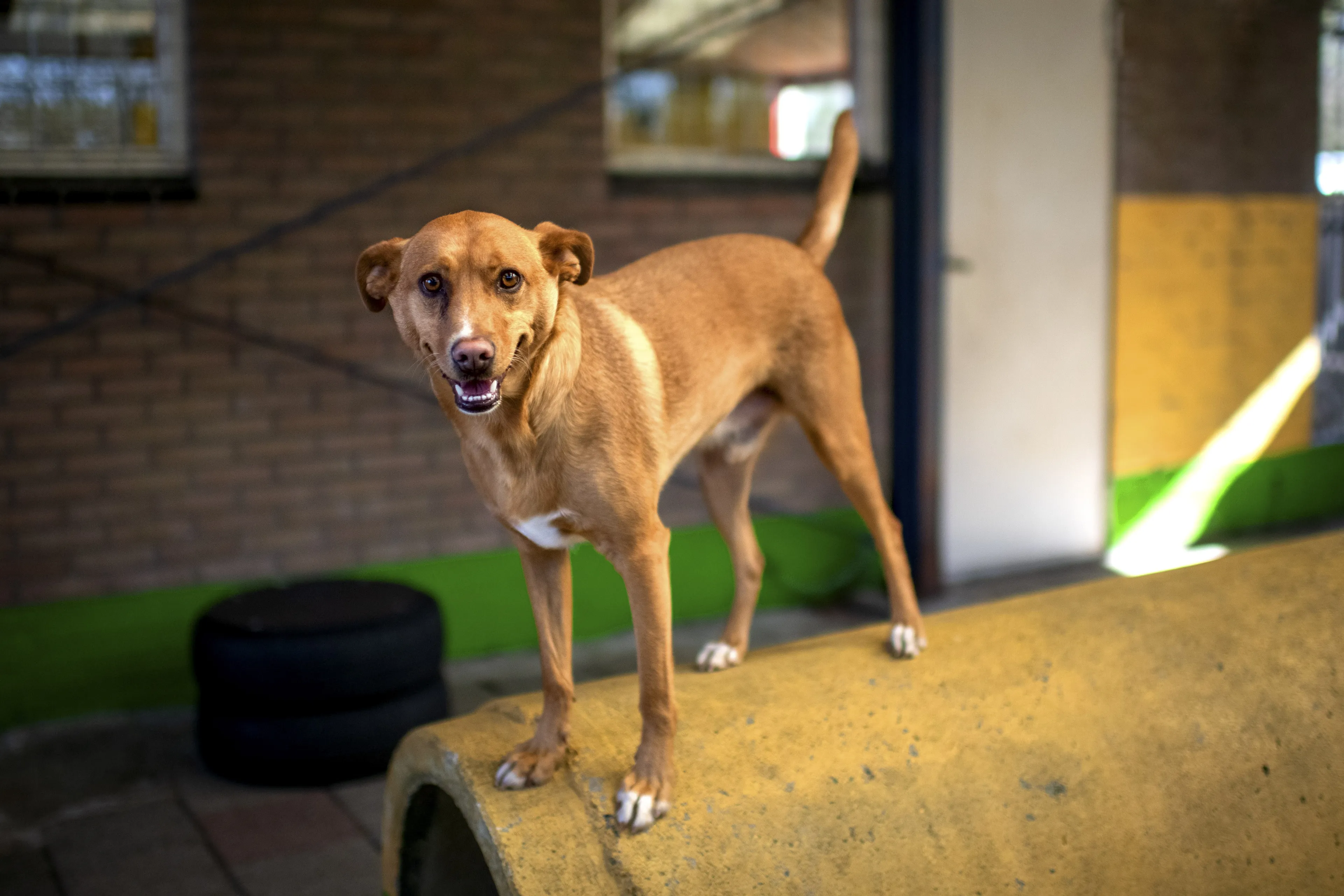 Dierenpensions weer vol met feestdagen, ook steeds drukker buiten piekmaanden