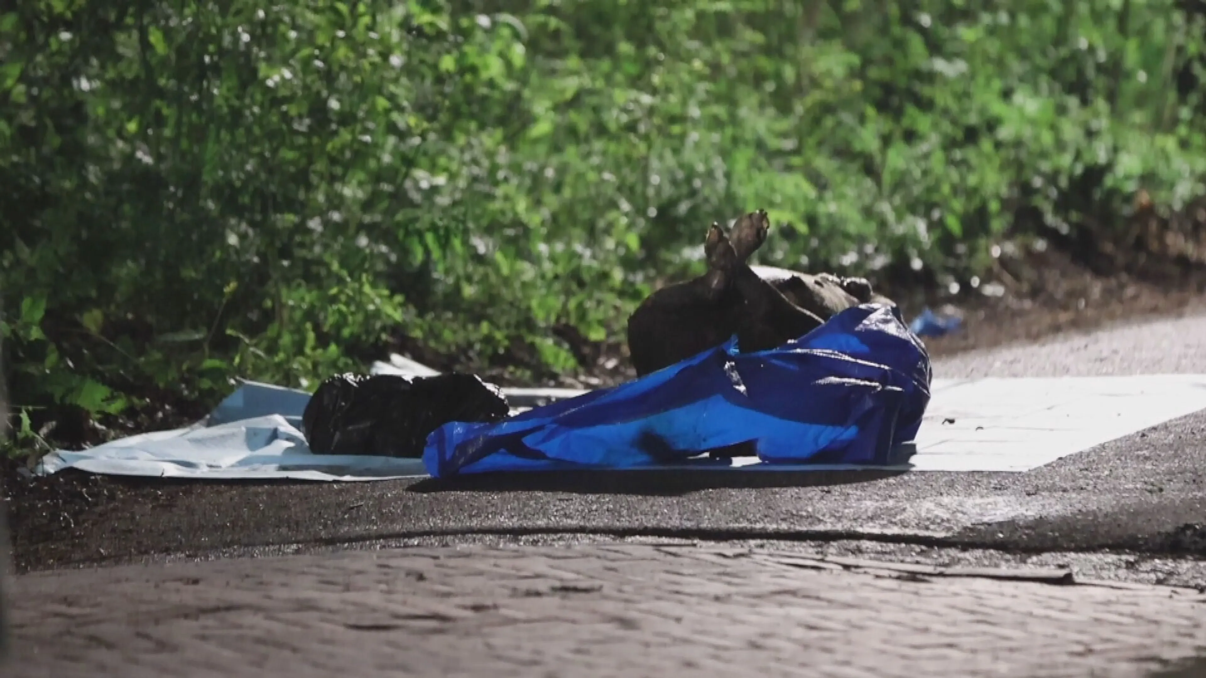 Dode hond in plastic tas gedumpt in Rijswijk