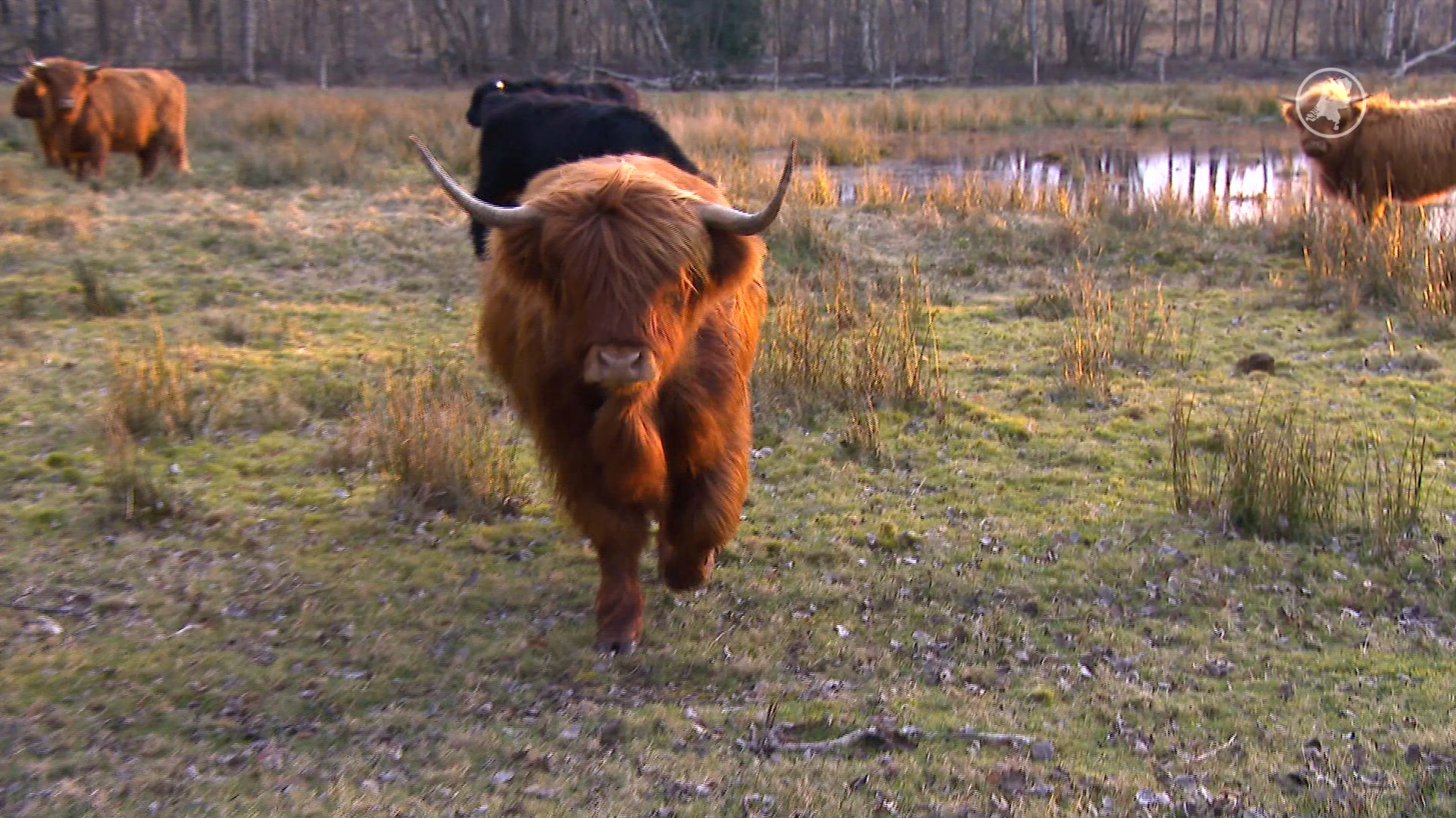 Wandelaars aangevallen door Schotse Hooglanders in Drenthe: ‘Kwijl vloog in het rond’