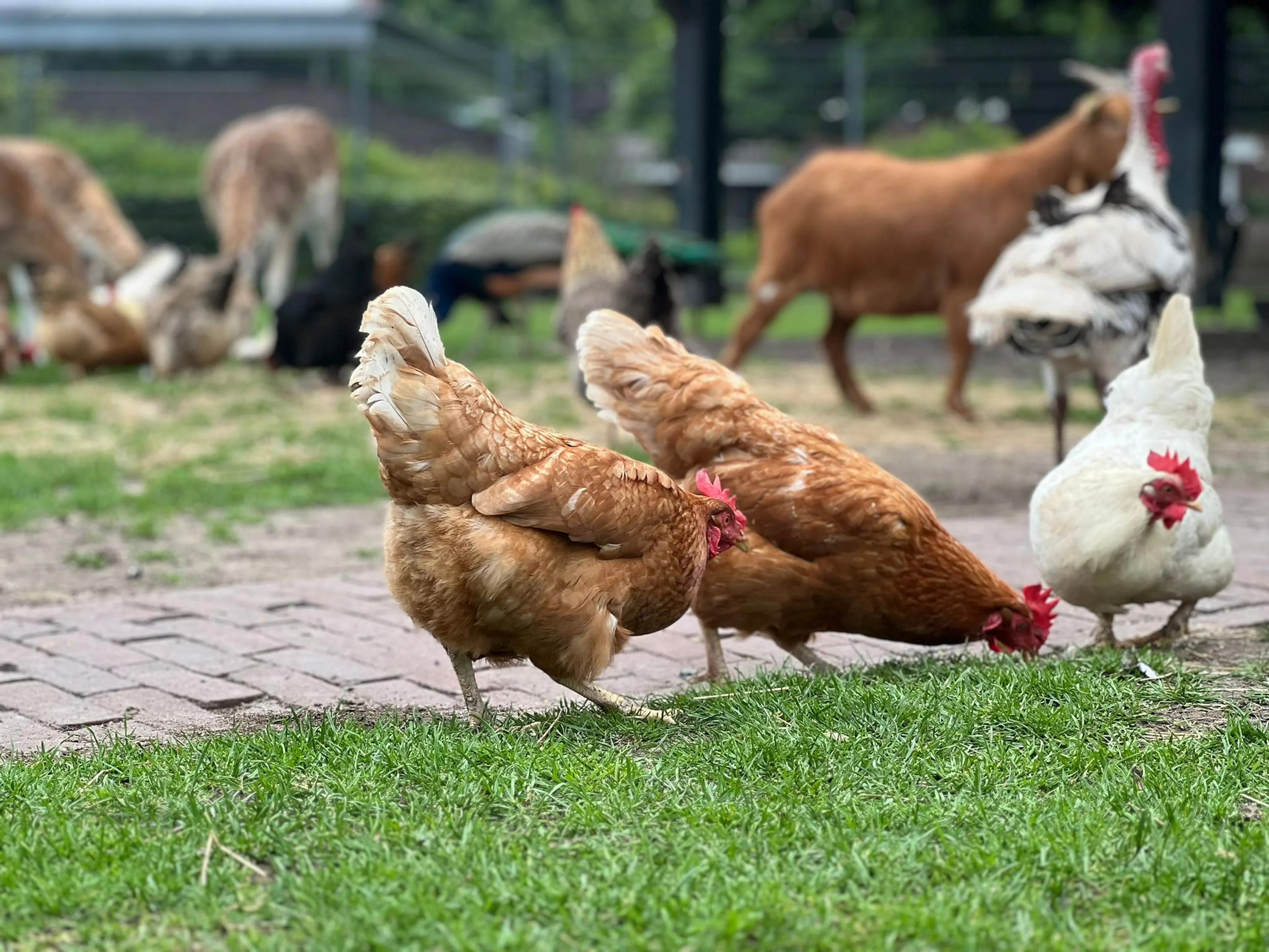 Vogelgriep aangetroffen op kinderboerderij in Kamerik, dieren afgemaakt
