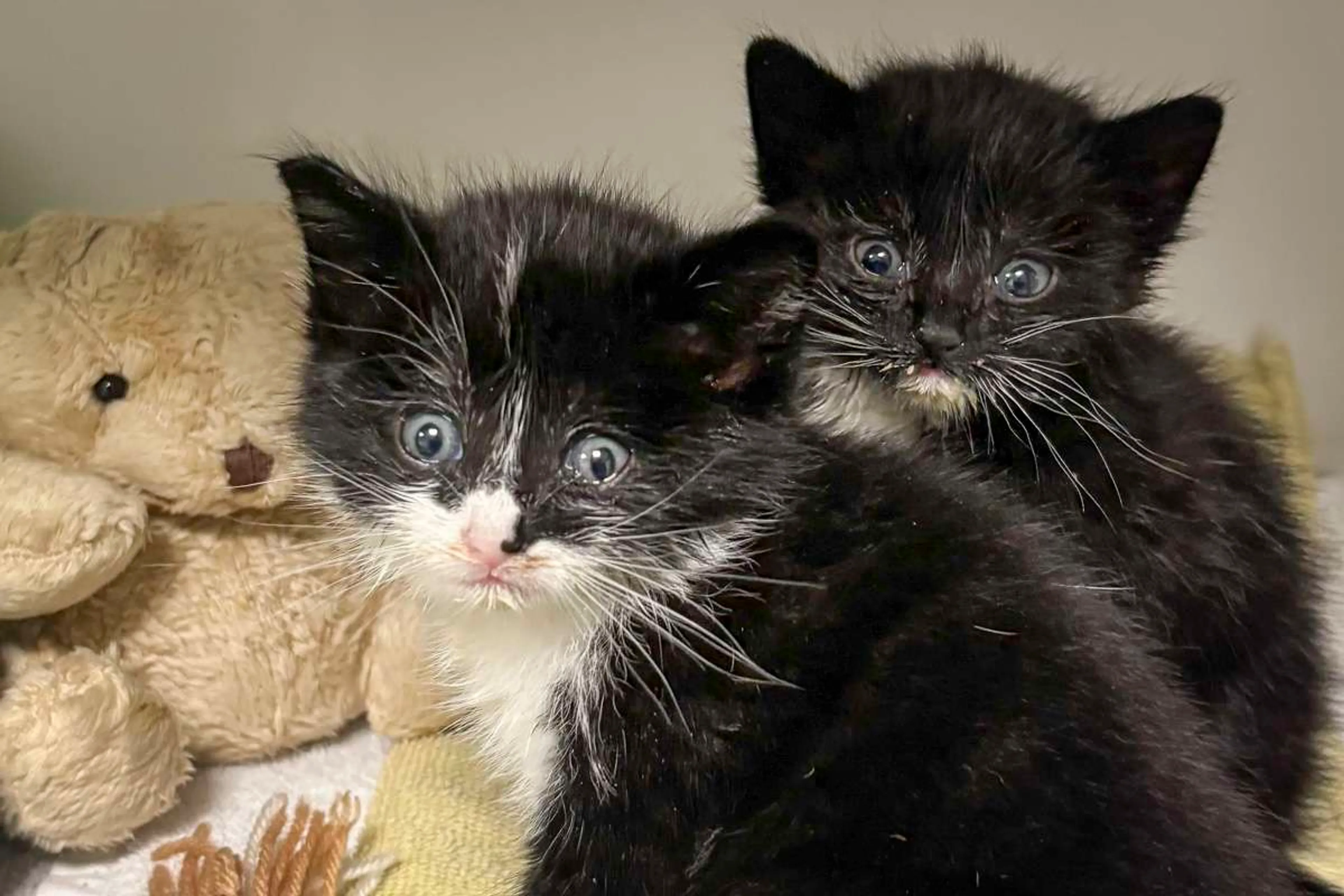 Dierenambulance Den Haag redt 3 verzwakte kittens, nog maar 1 vechtertje over