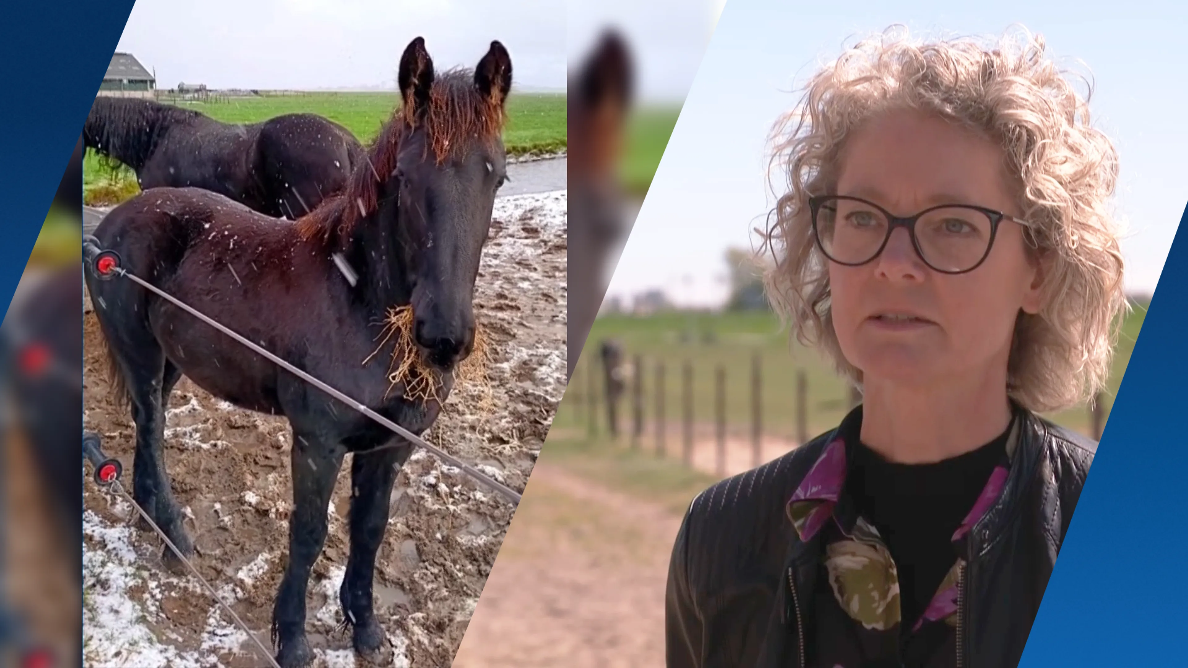 Paard overleden door honderd scheurende motoren: 'Ik heb staan gillen en huilen'