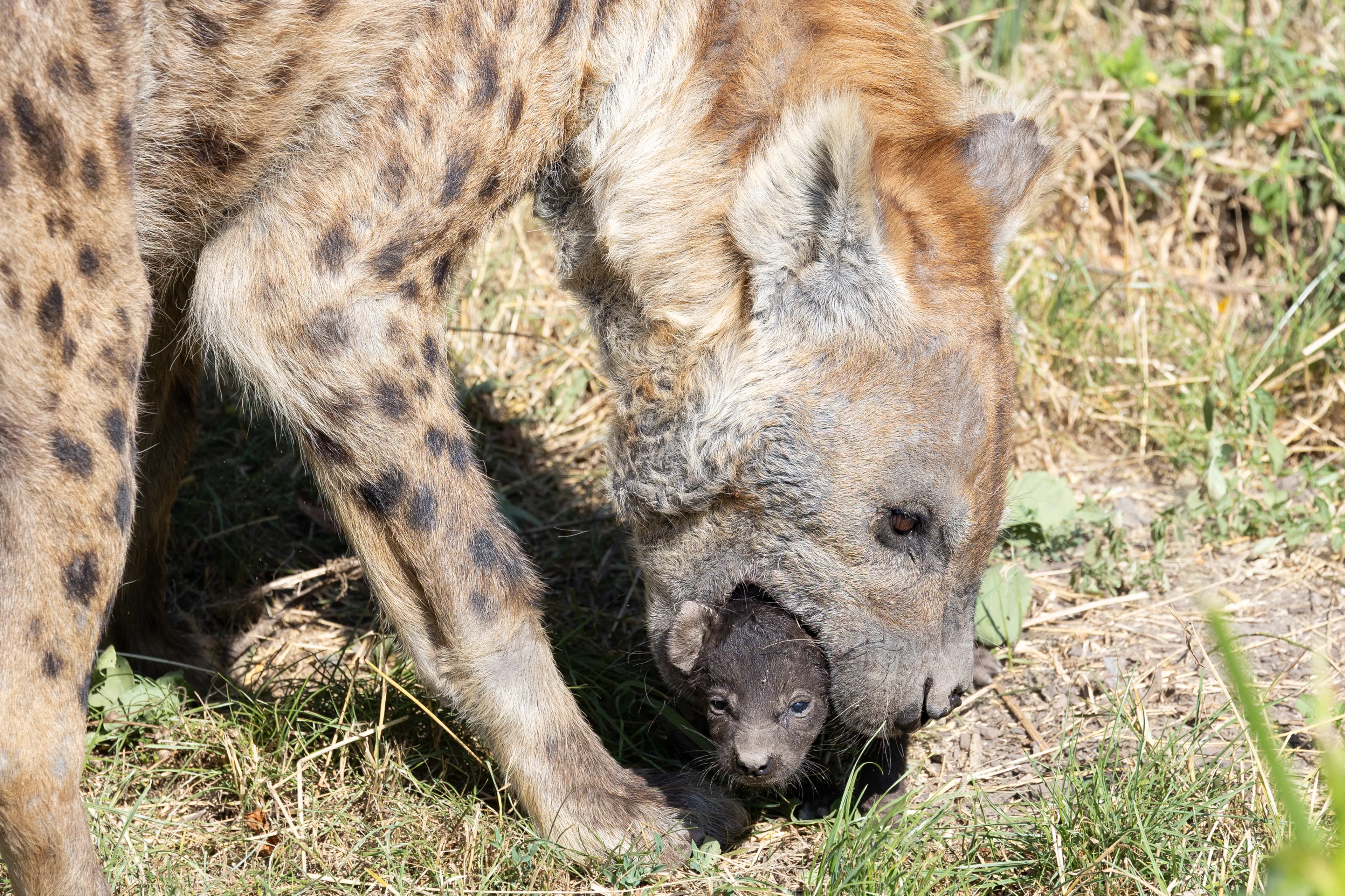 Feest in Diergaarde Blijdorp: gevlekte hyena geboren