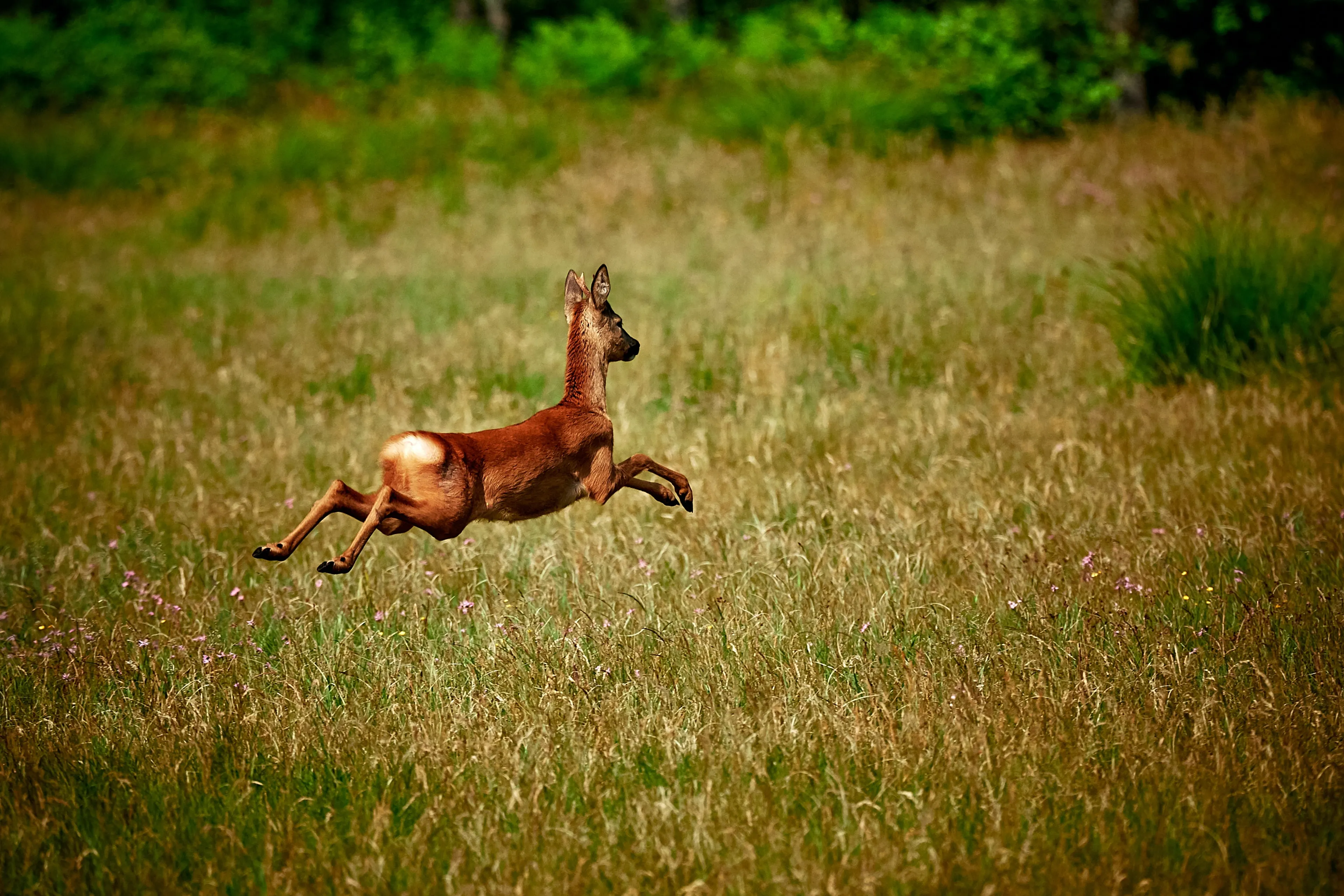 Meer dan de helft herten en zwijnen op de Veluwe op afschotlijst
