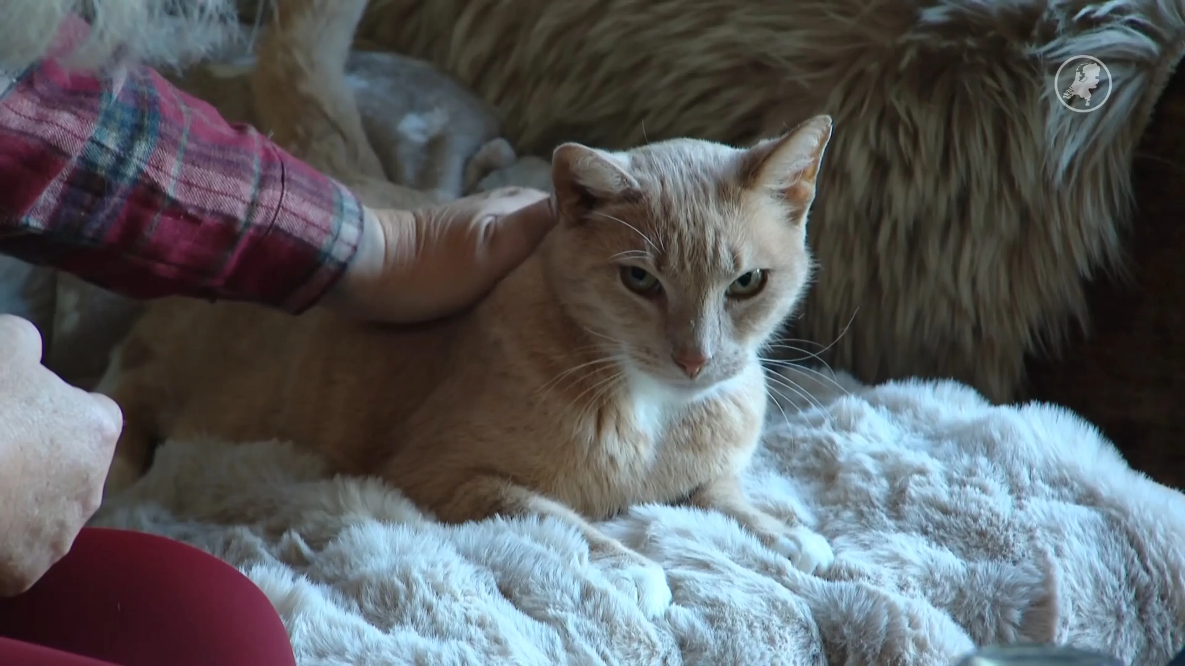 Ramona schrikt van prijsverschil tussen dierenartsen