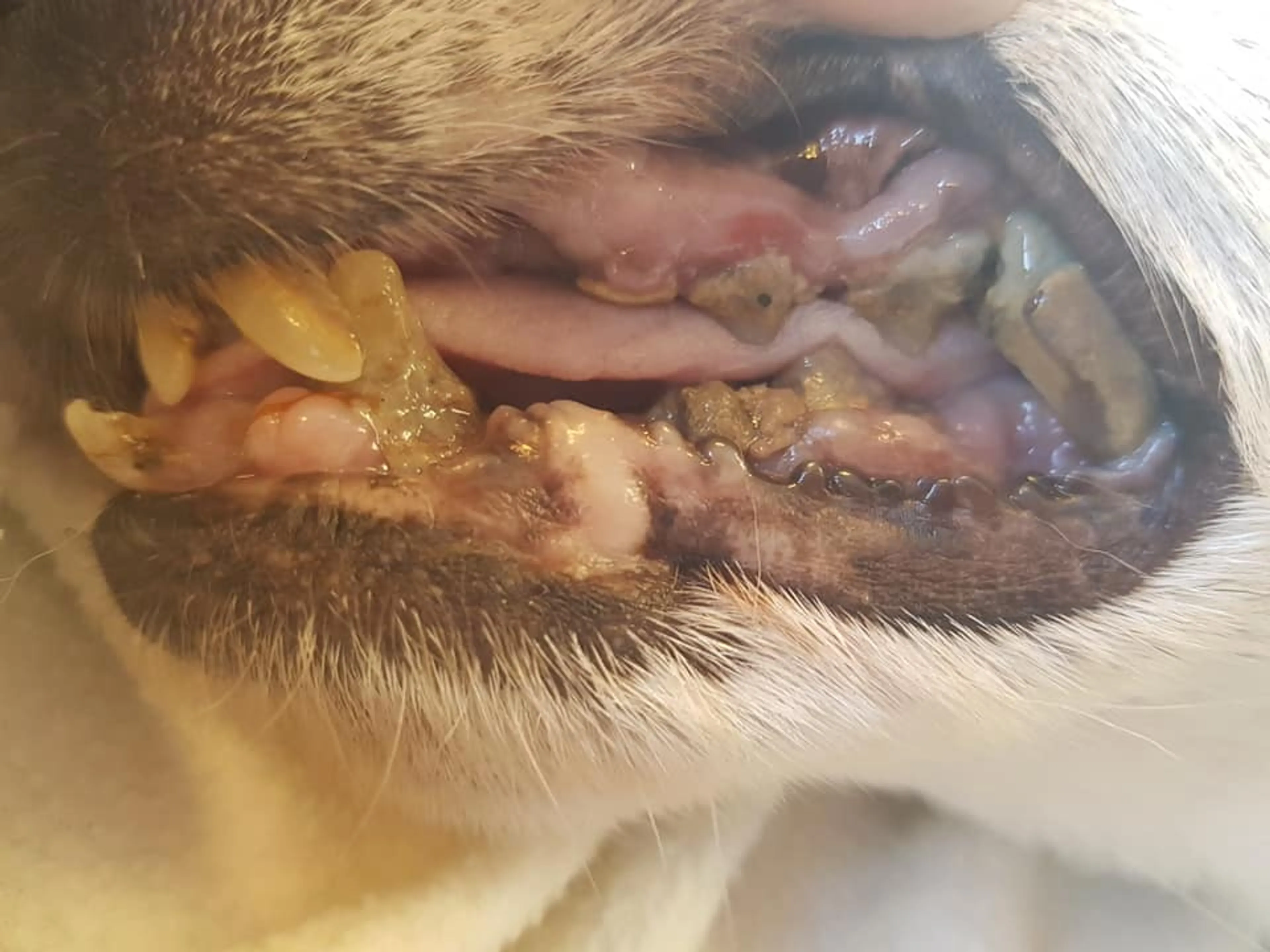 Redding ernstig verwaarloosde hond komt te laat, baasje wordt vervolgd