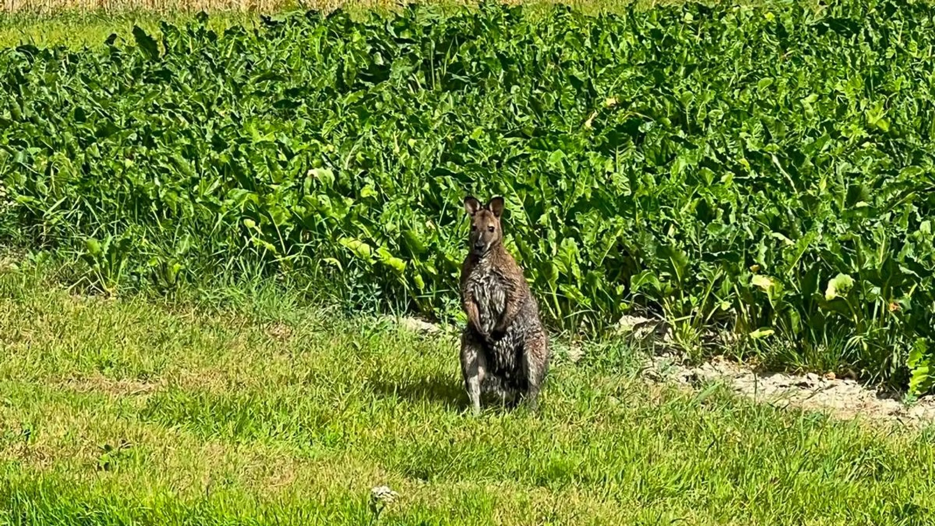 Loslopende wallaby in Middenmeer: van wie is deze kleine kangoeroe?