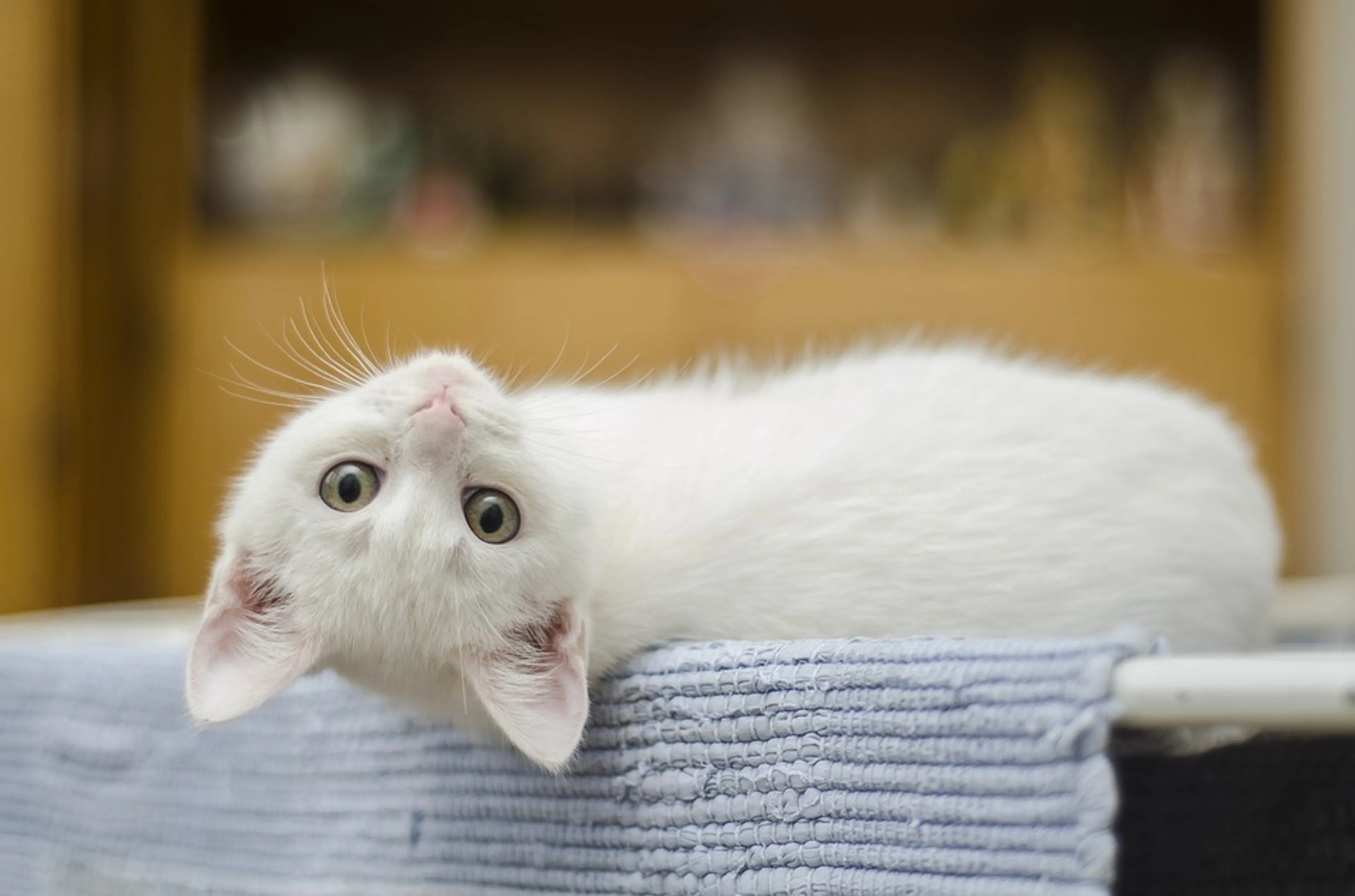 Kattenhotels komen met 'corona-regeling': 'Iedereen probeert elkaar te helpen, toch?'