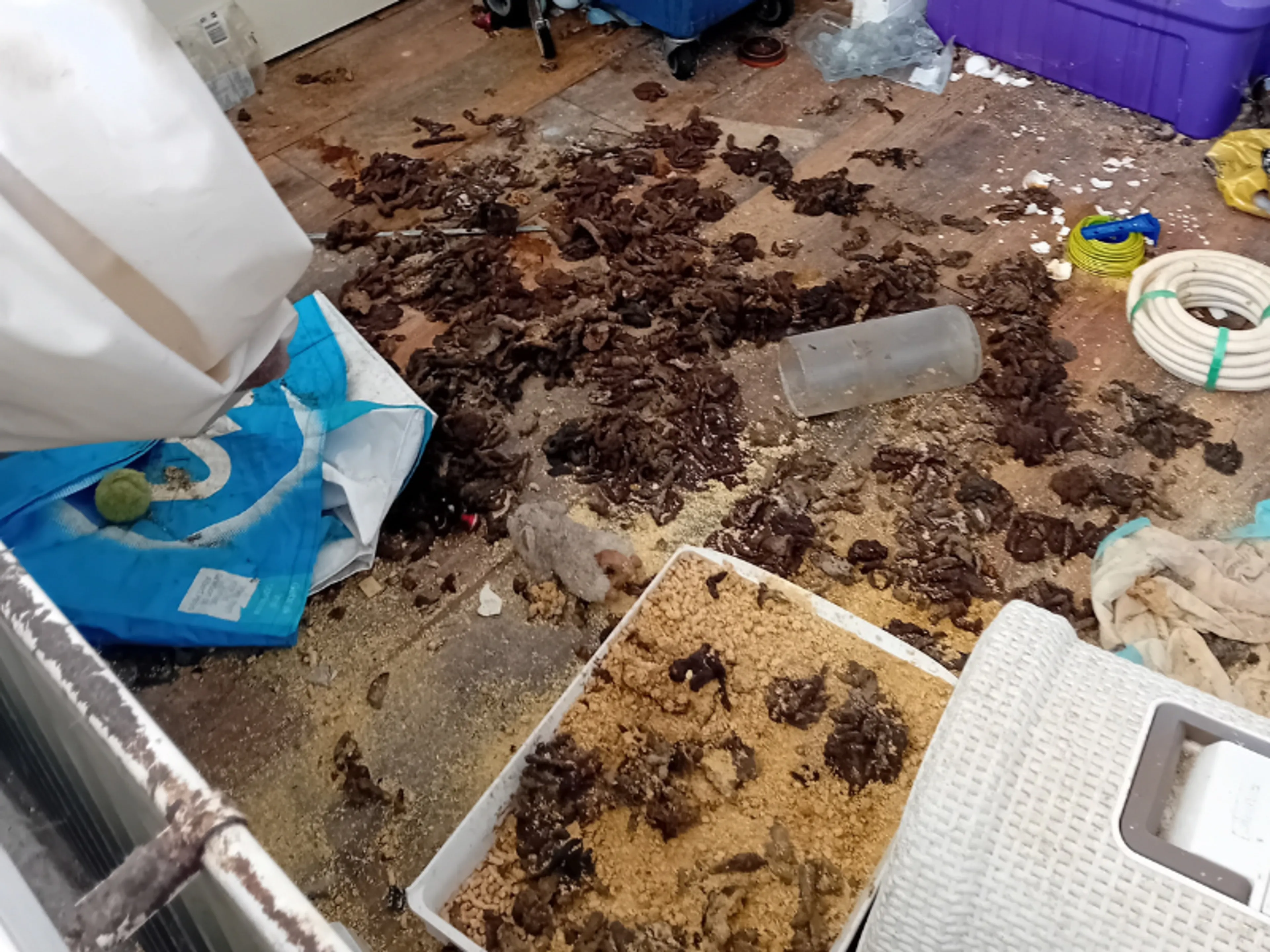 Verwaarloosde kat gered uit zwaar vervuilde woning in Dijk en Waard