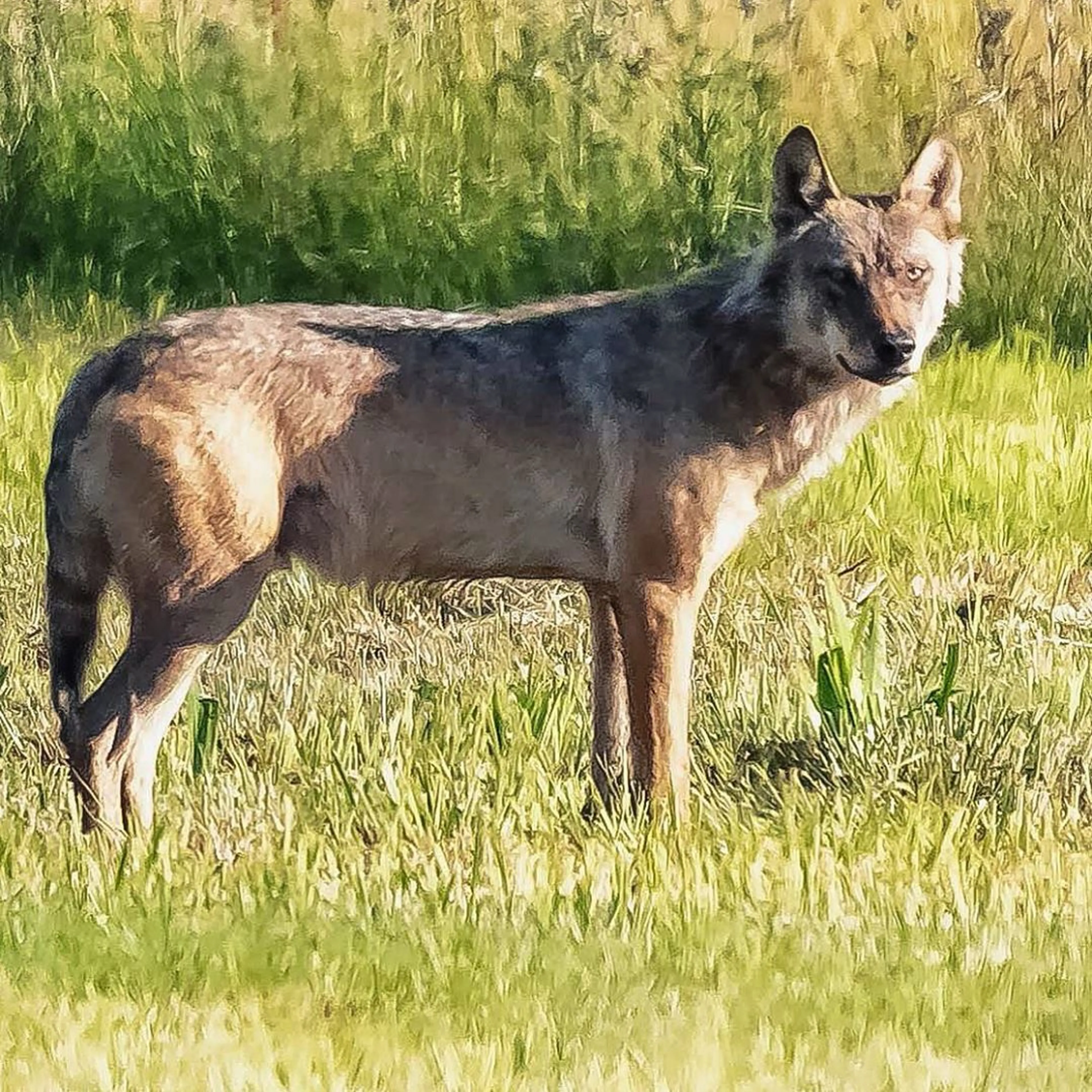 ZIEN: Wolf wilde zwijn als ontbijt, maar komt van koude kermis thuis