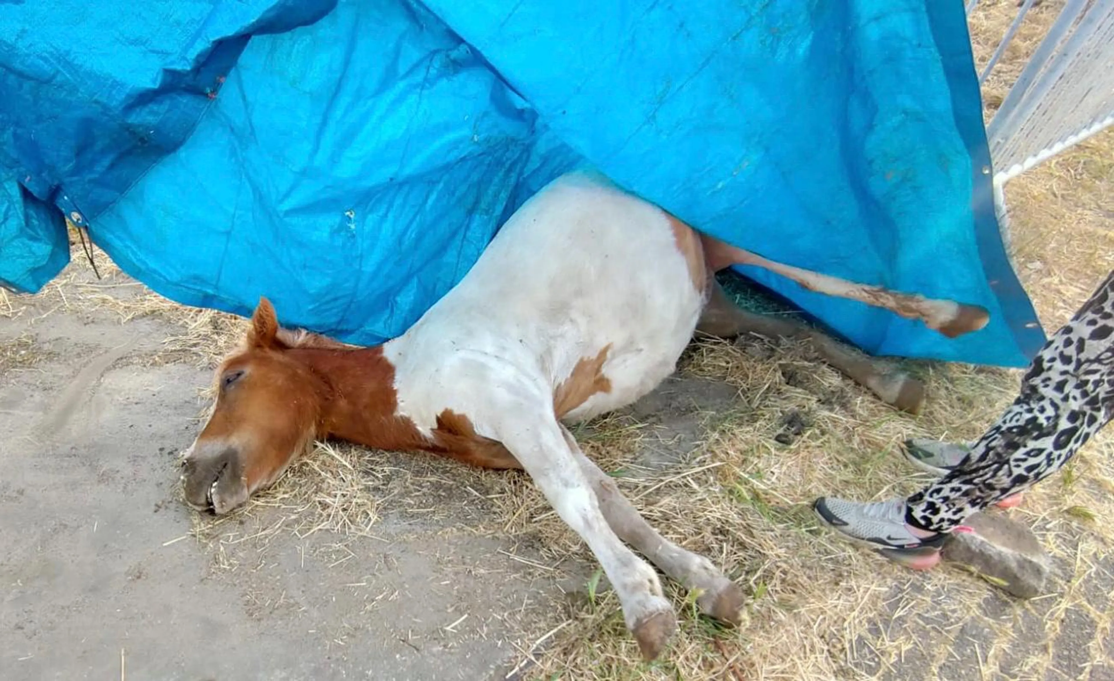Grote zorgen om 'verwaarloosde paarden' in Haarsteeg, merrie lag dood in wei