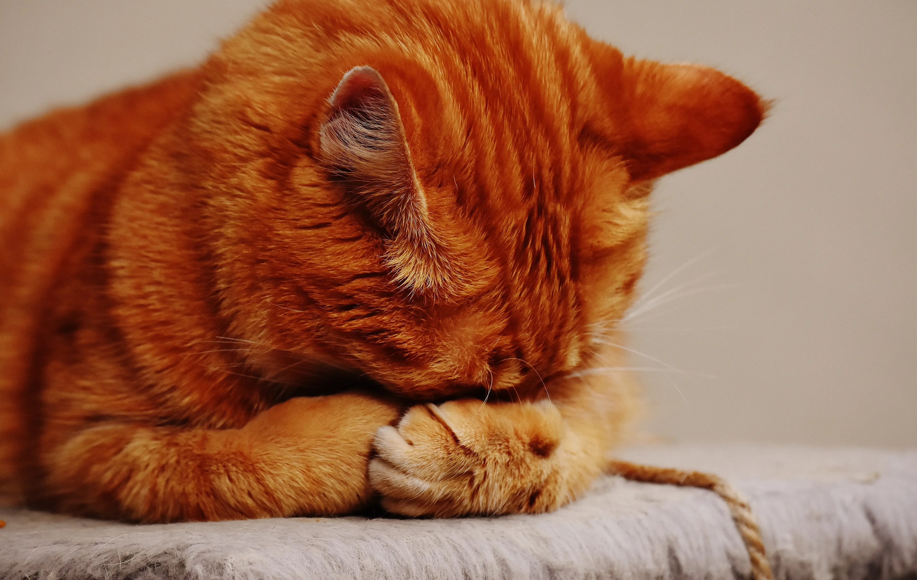 'Mister Nugget' en 'Biertje': dé kattennamen van 2021