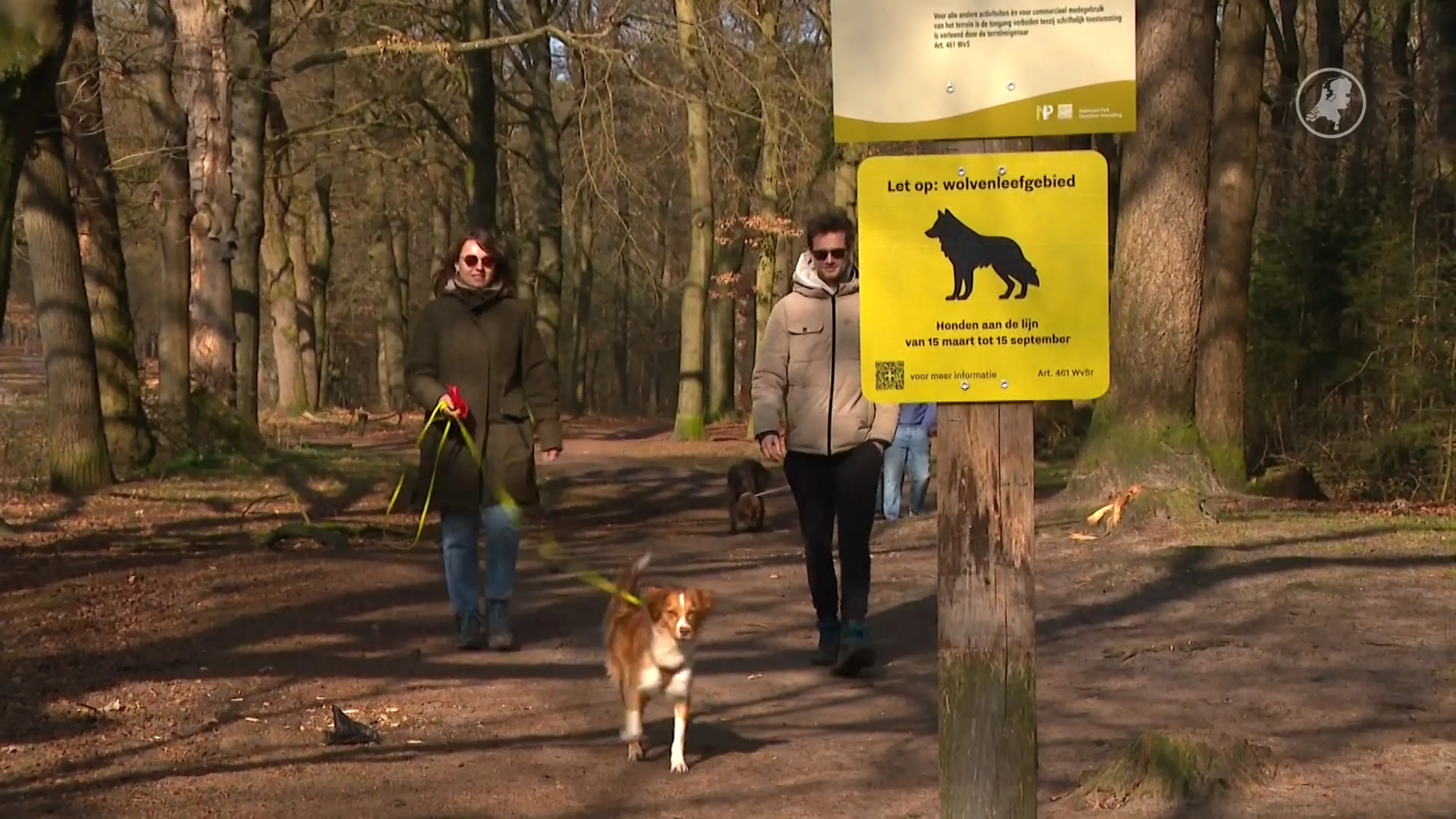 Honden mogen weer los op Utrechtse Heuvelrug: waarschuwing gebied rondom wolf blijft 