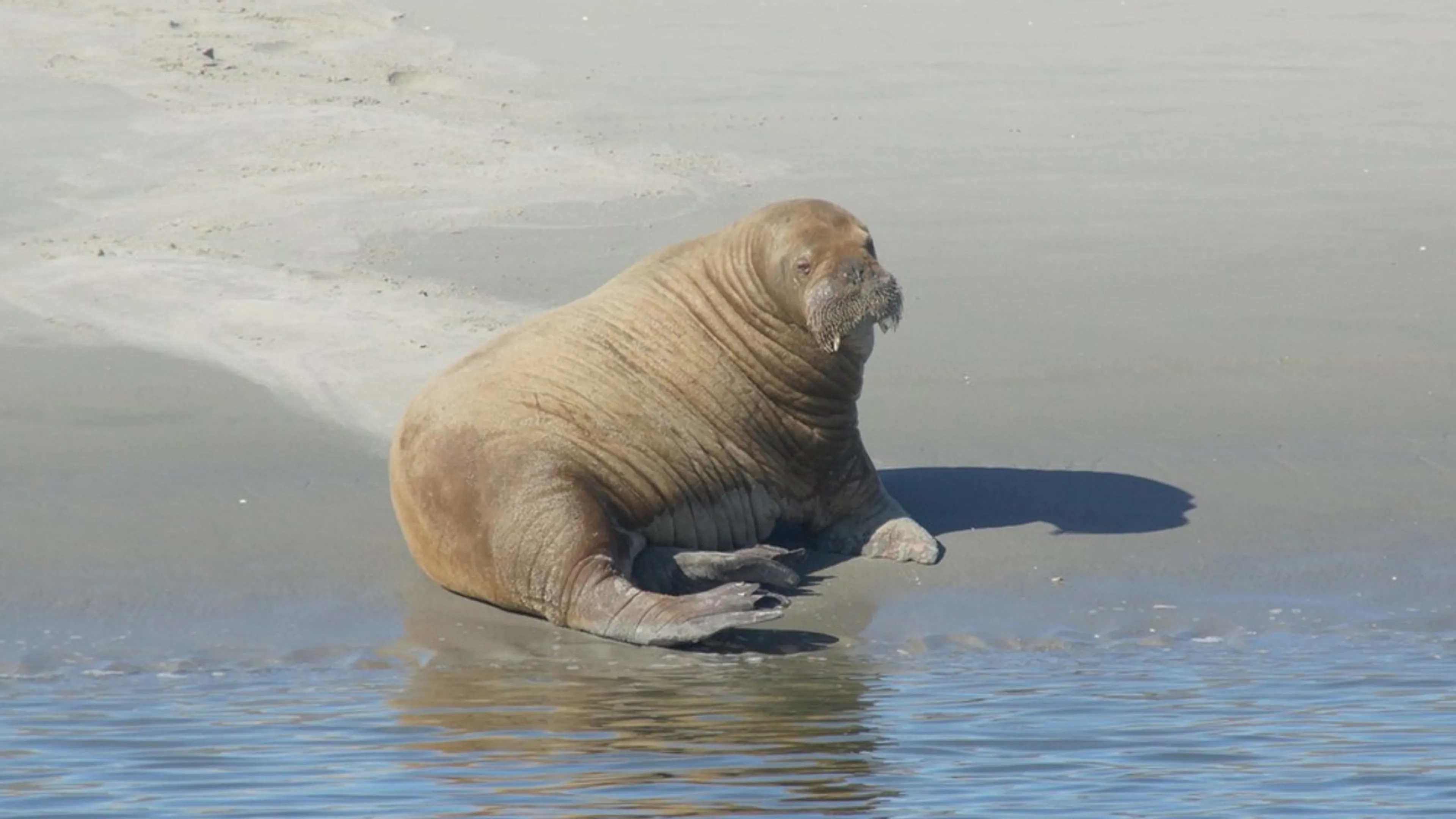 Uniek: vrouwelijke walrus gespot op zandplaat bij Schiermonnikoog